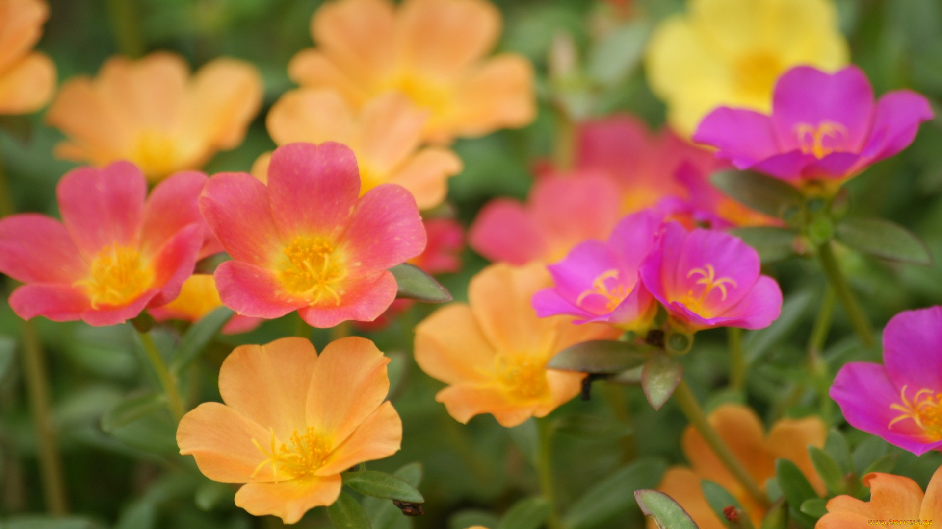 цветы, портулак