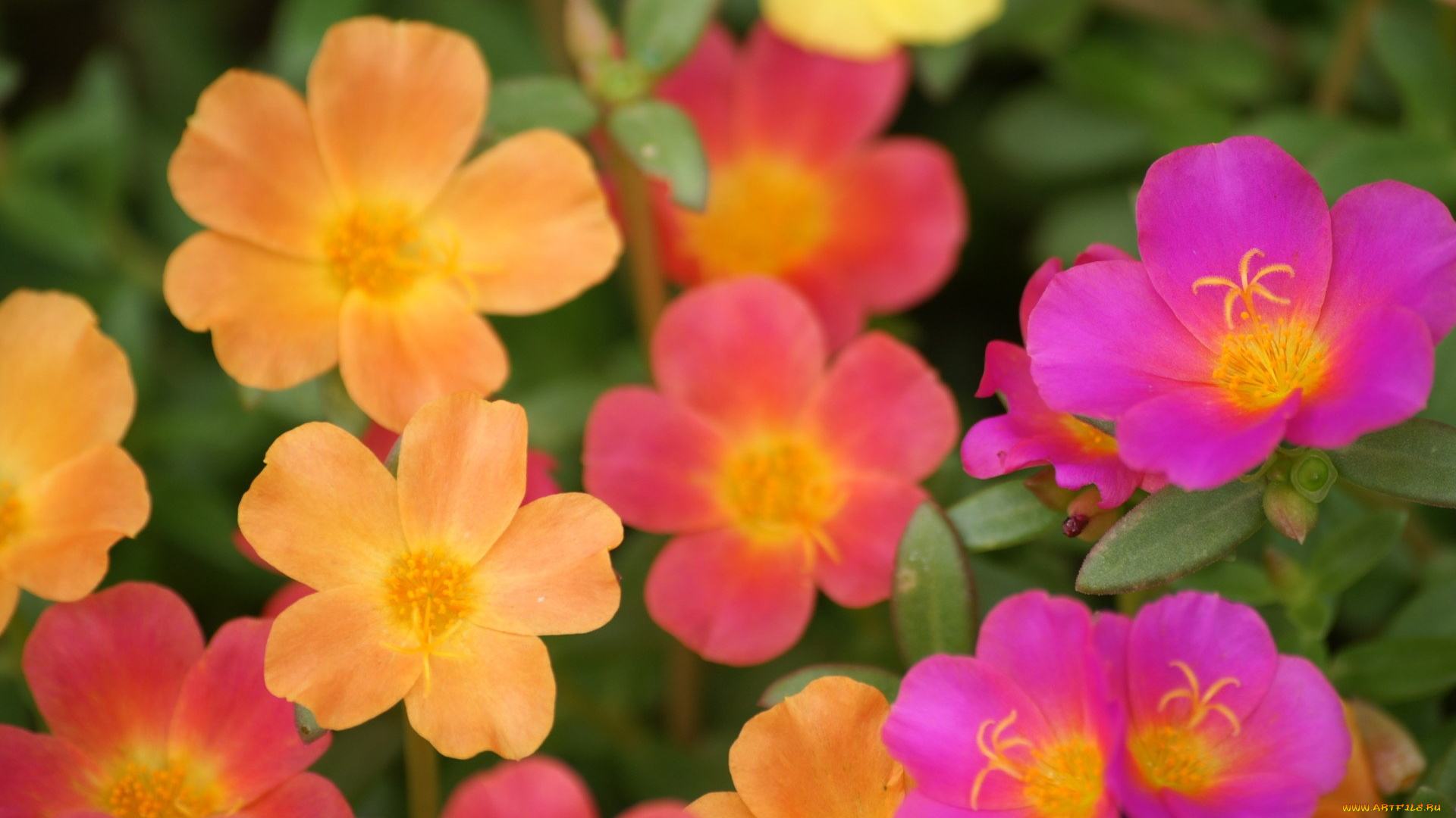 цветы, портулак