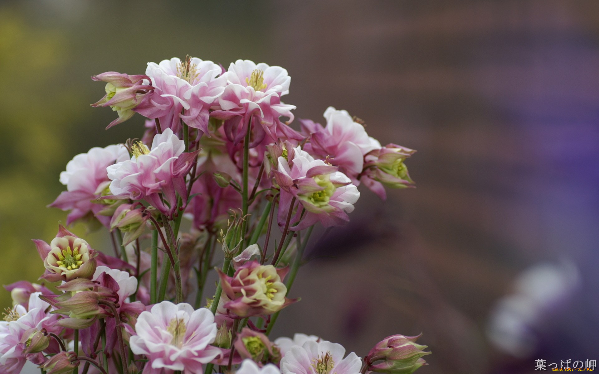 цветы, аквилегия, водосбор