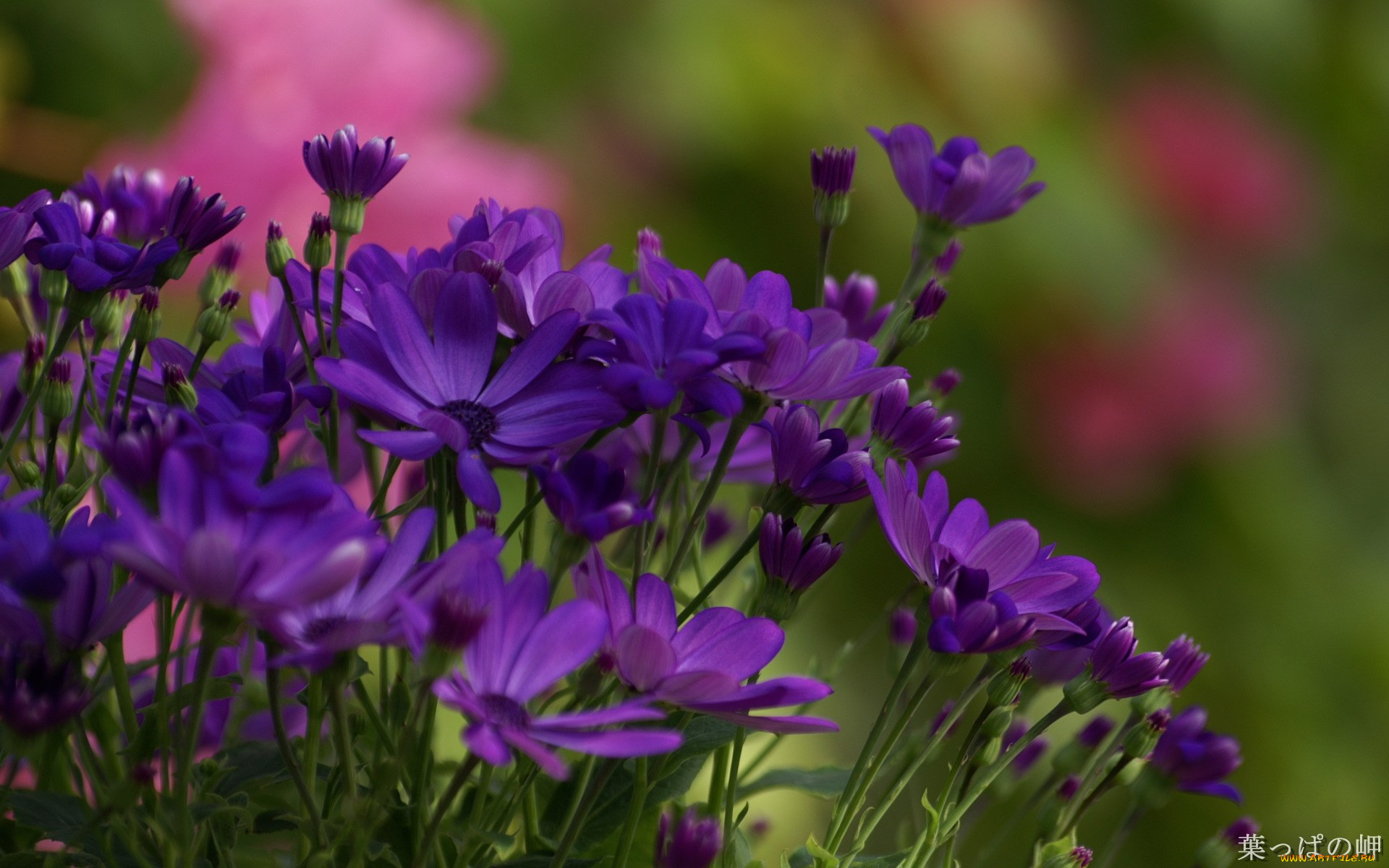 цветы, цинерария