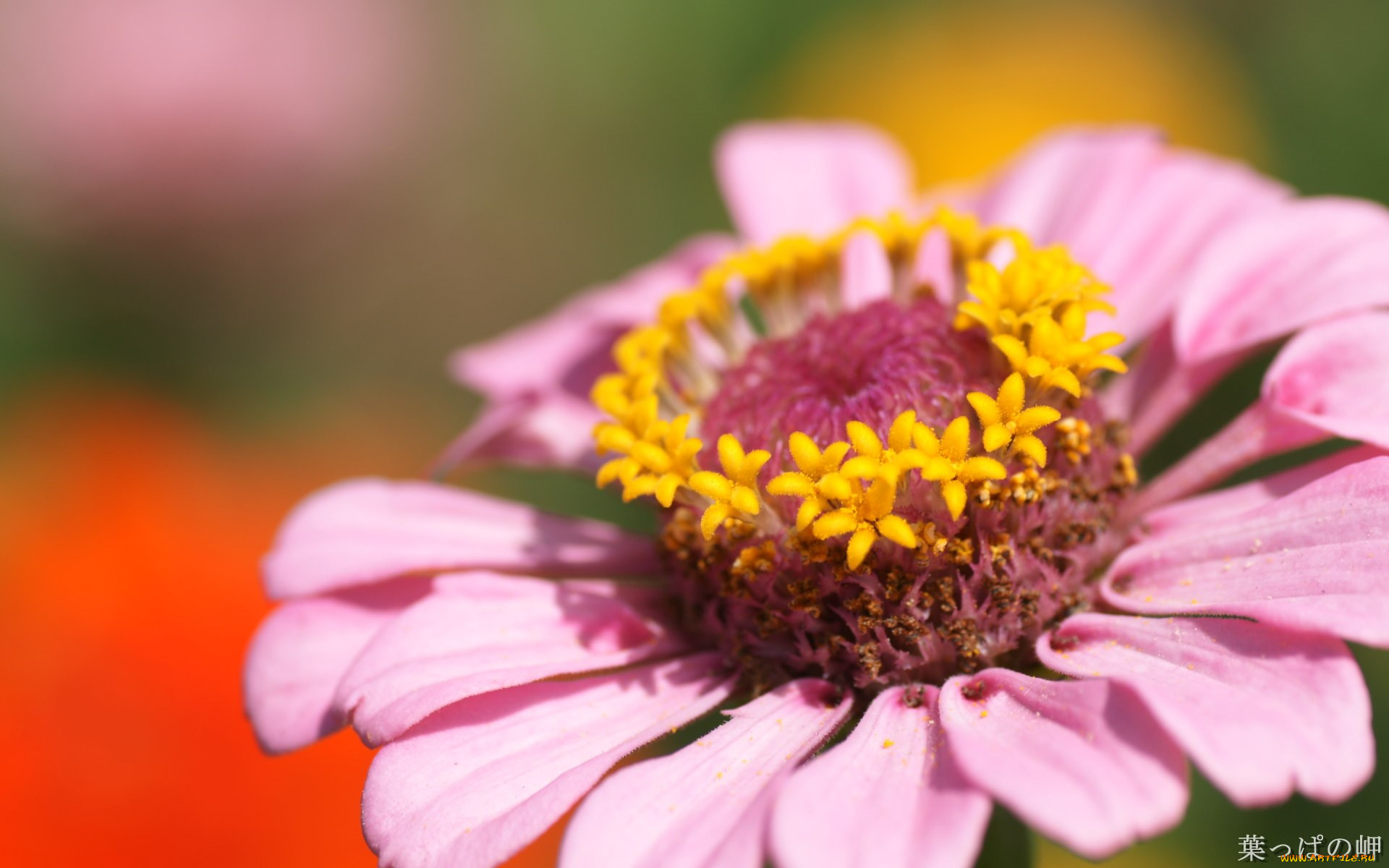 цветы, цинния