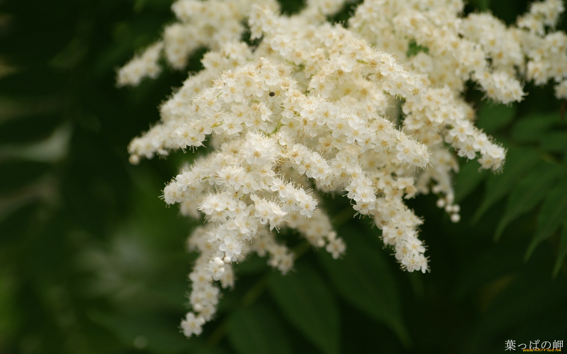 цветы, цветущие, деревья, кустарники