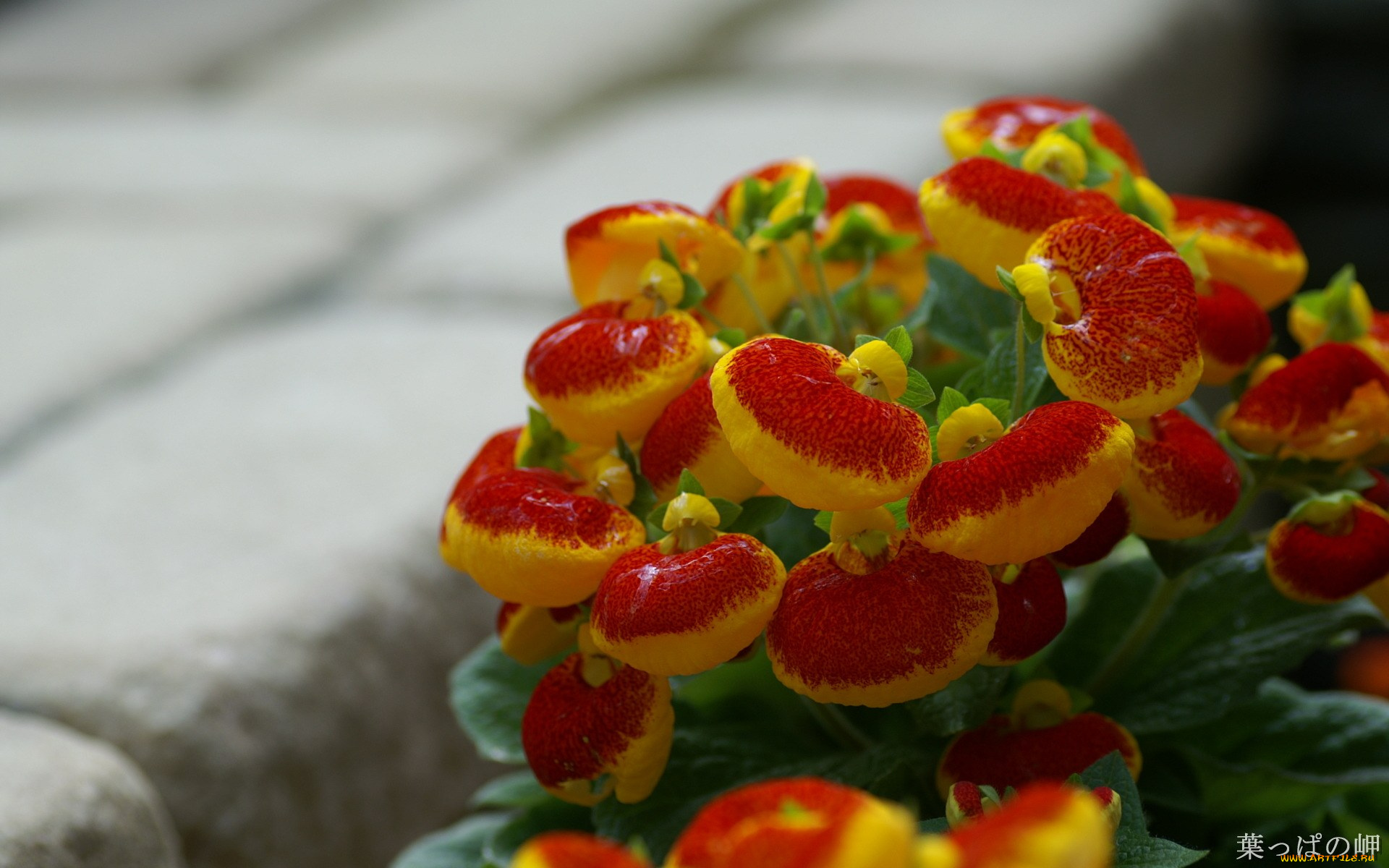 цветы, кальцеолярия, венерины, башмачки