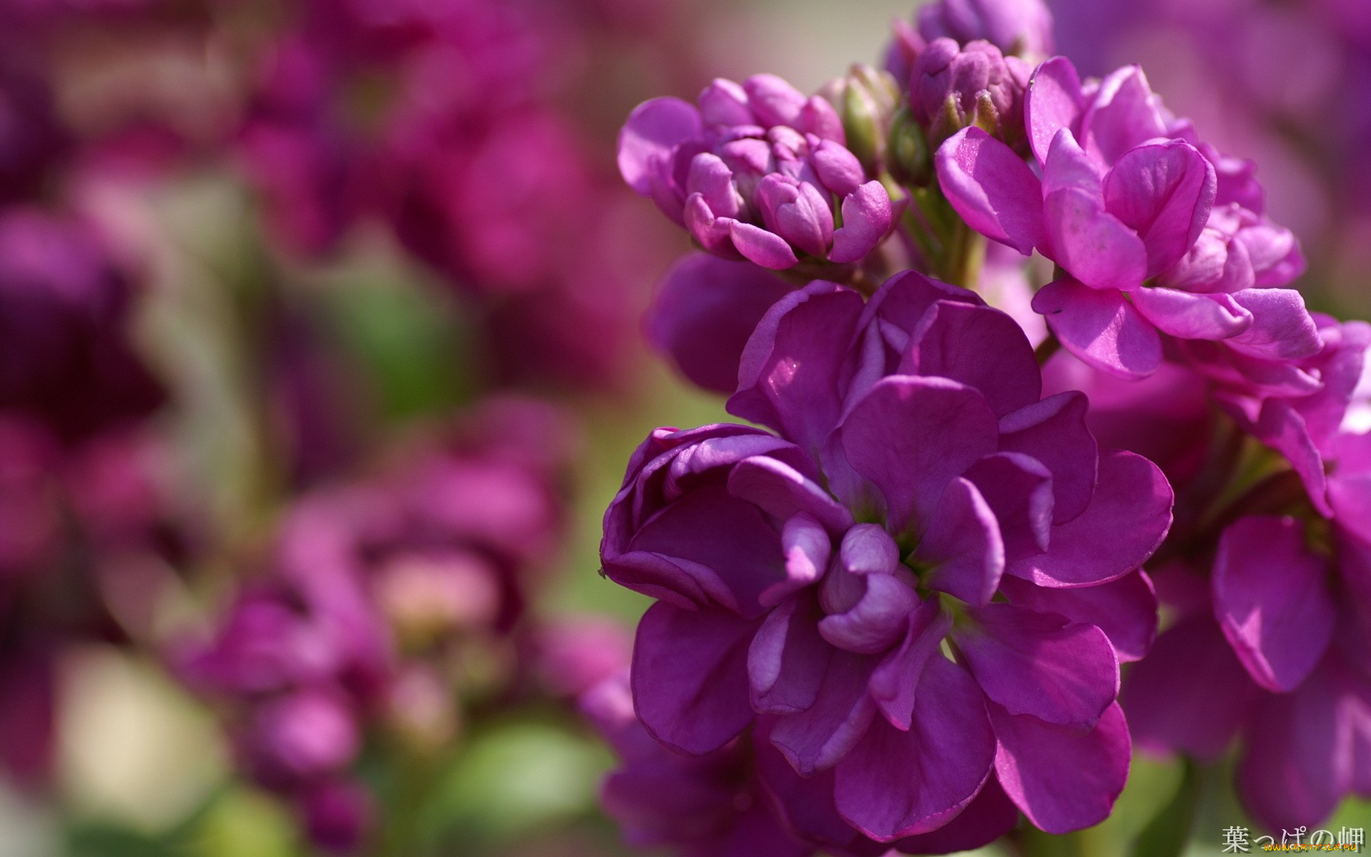 цветы, левкой, матиола