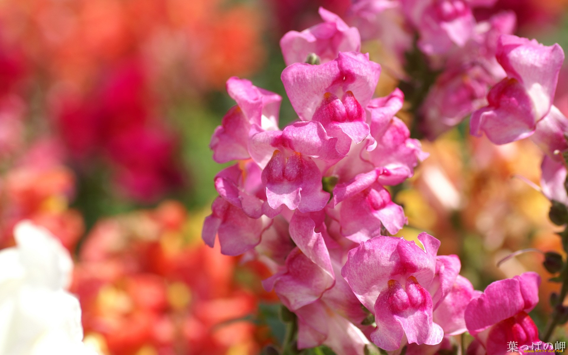 цветы, львиный, зев