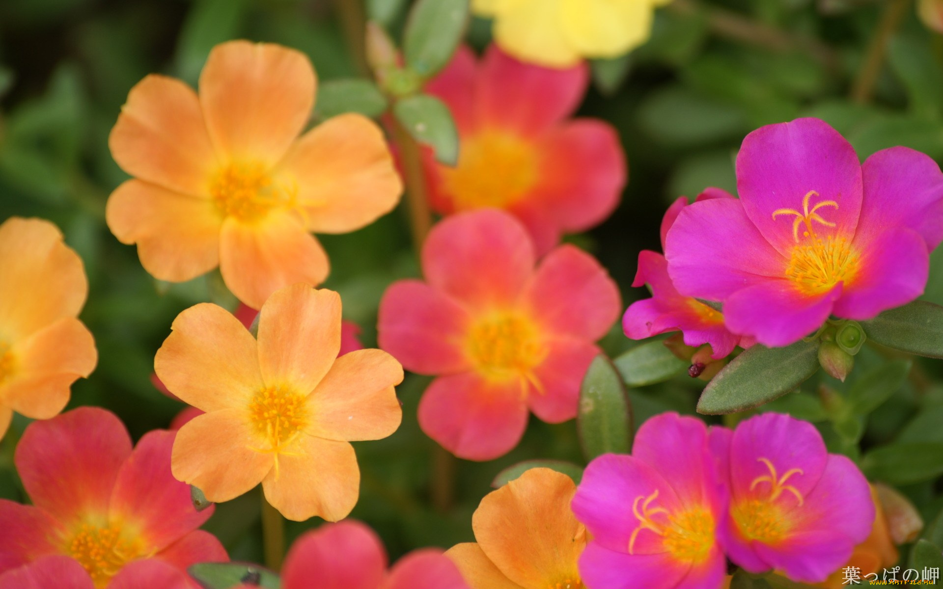 цветы, портулак