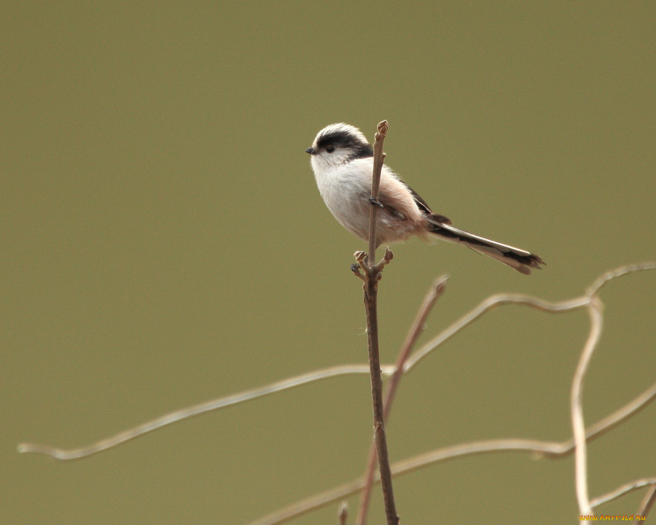 животные, синицы, лазоревки