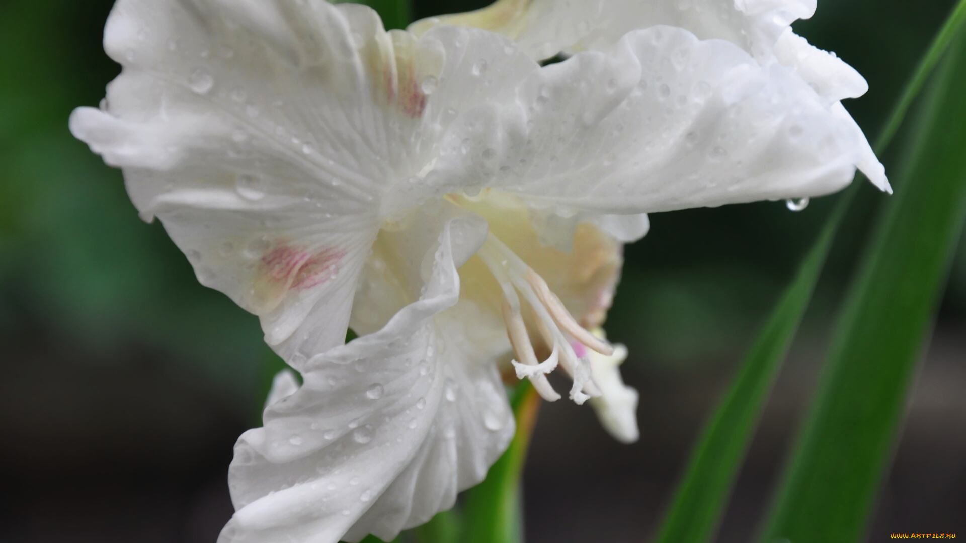 цветы, гладиолусы