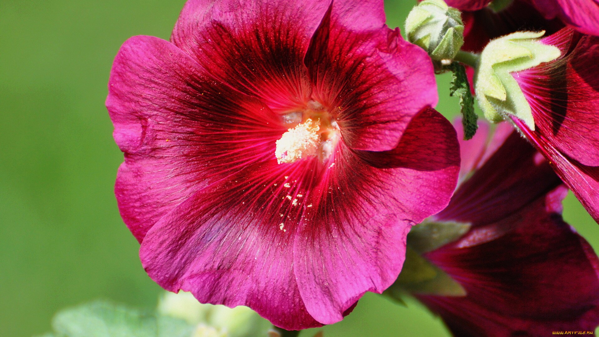 цветы, мальвы