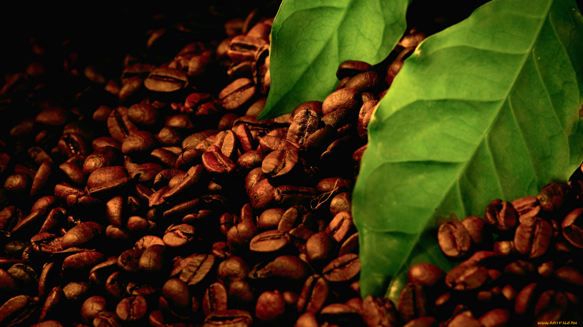 еда, кофе, кофейные, зёрна