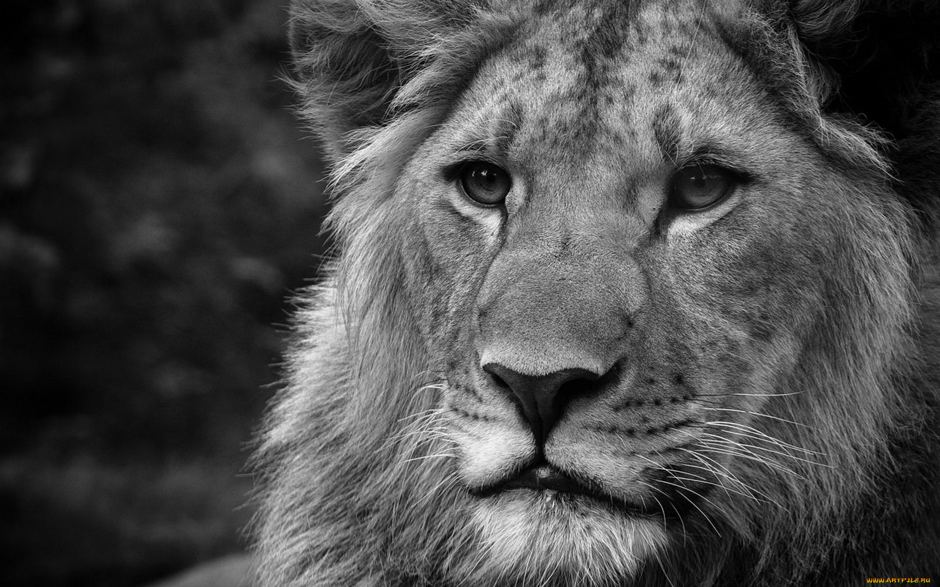 животные, львы
