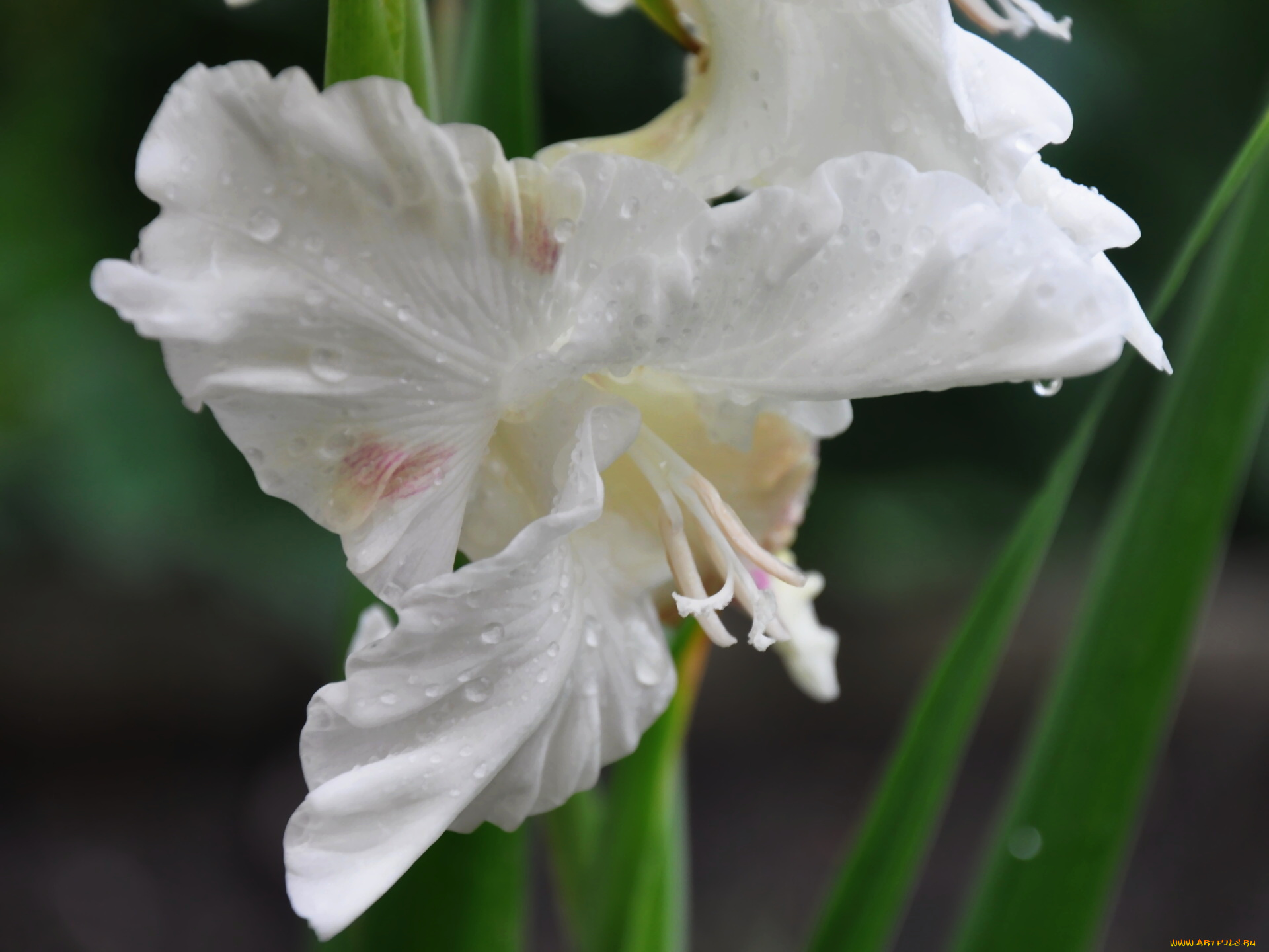 цветы, гладиолусы