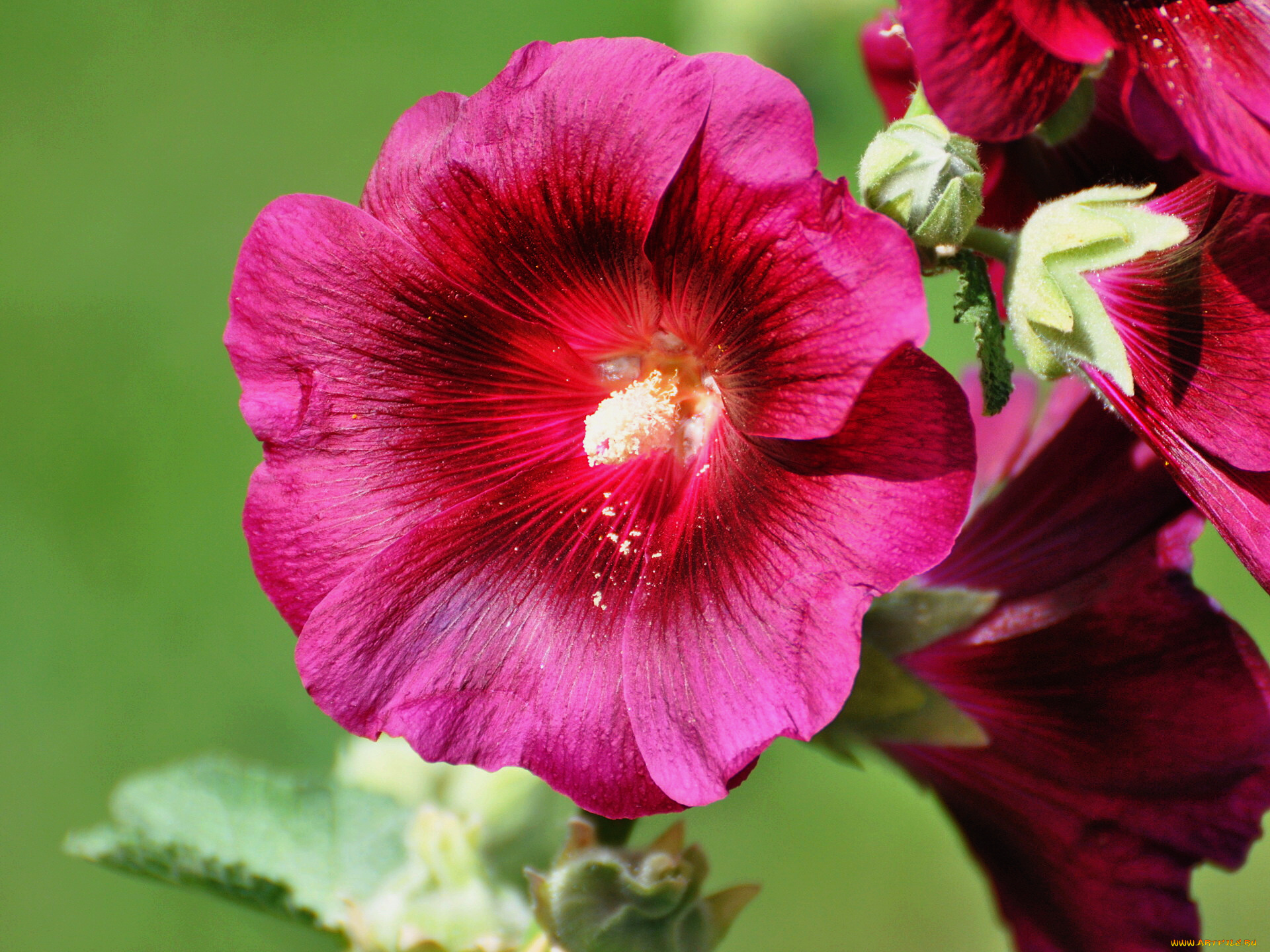 цветы, мальвы