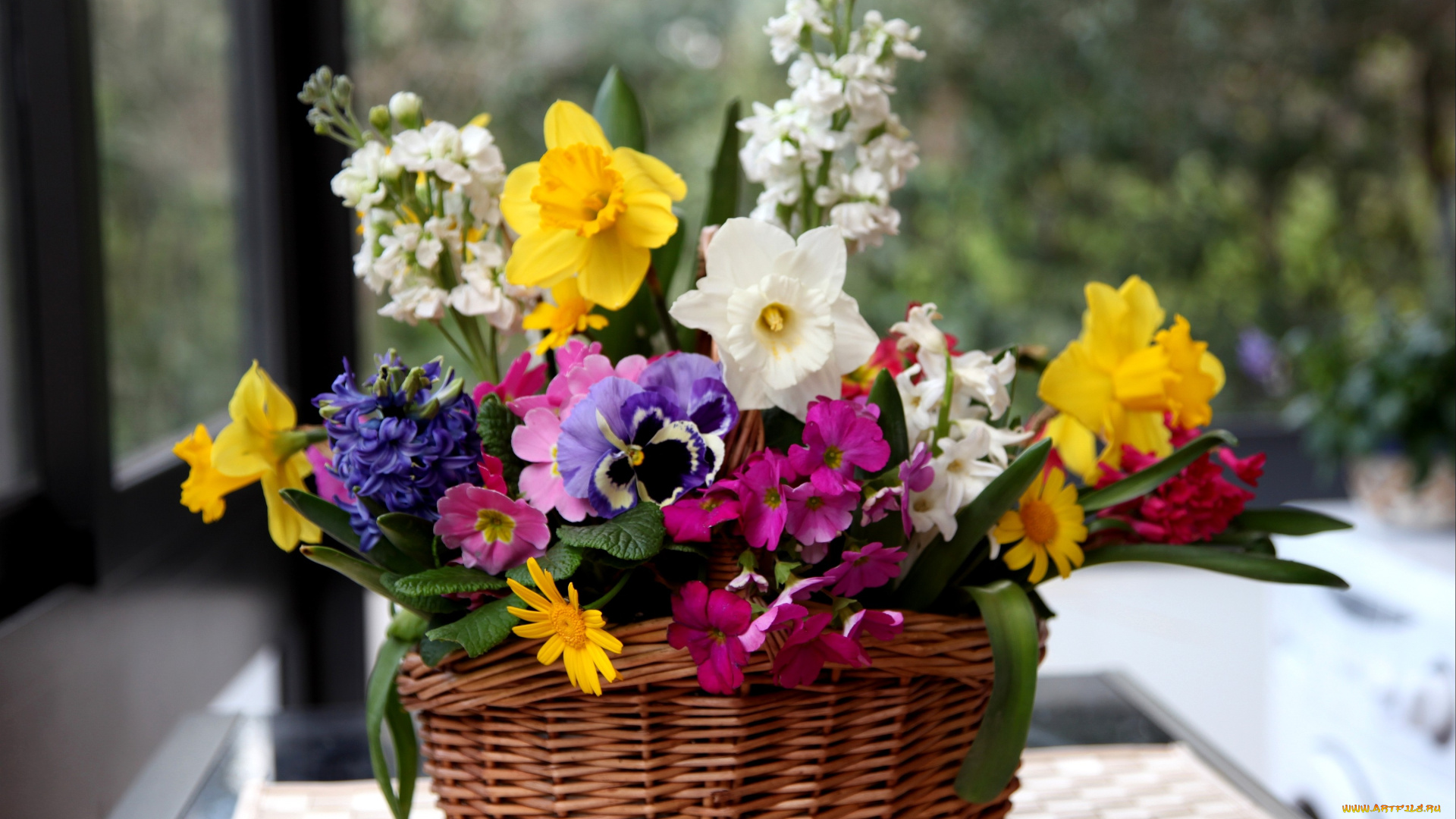 цветы, букеты, композиции, нарциссы, левкой, виола, гиацинт, вербена, корзина, примулы