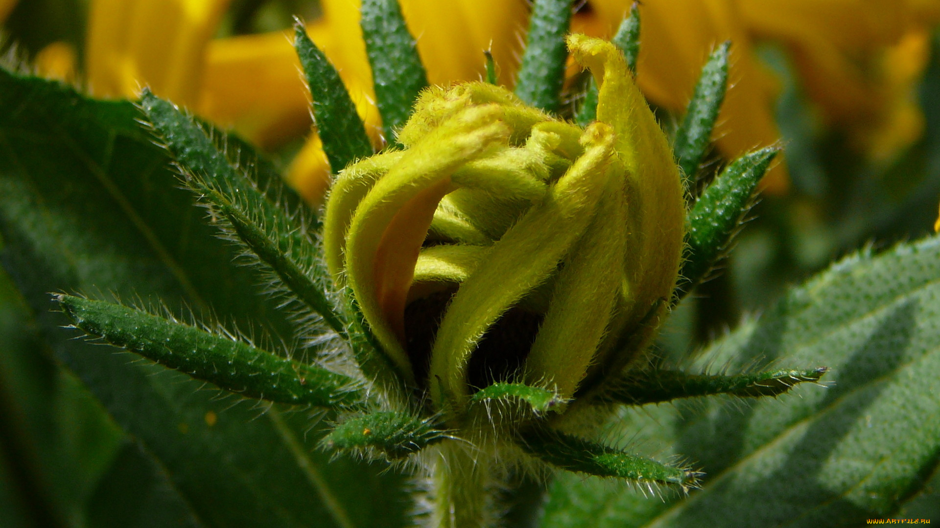 цветы, бутон