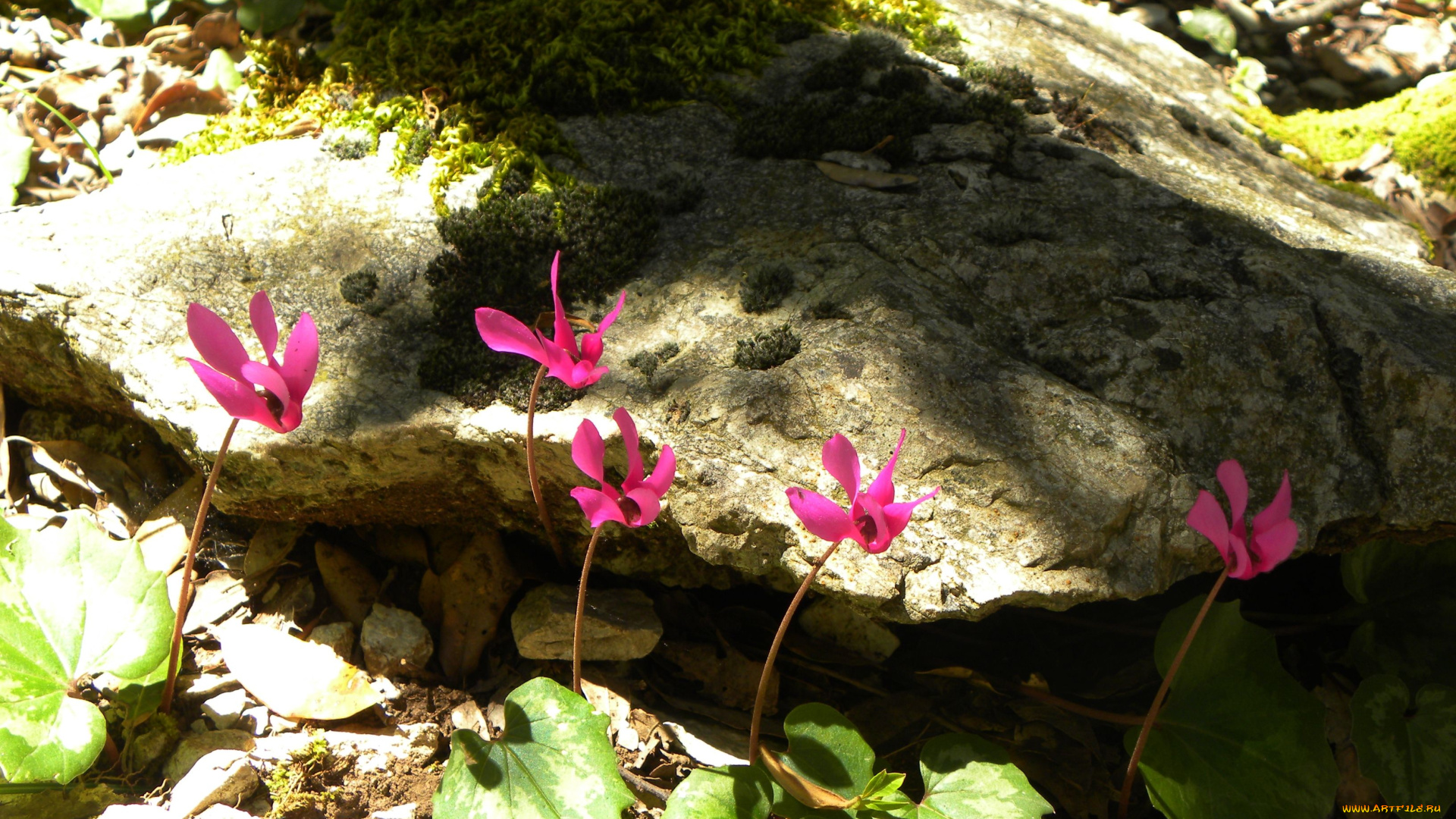 цветы, цикламены, cyclamen