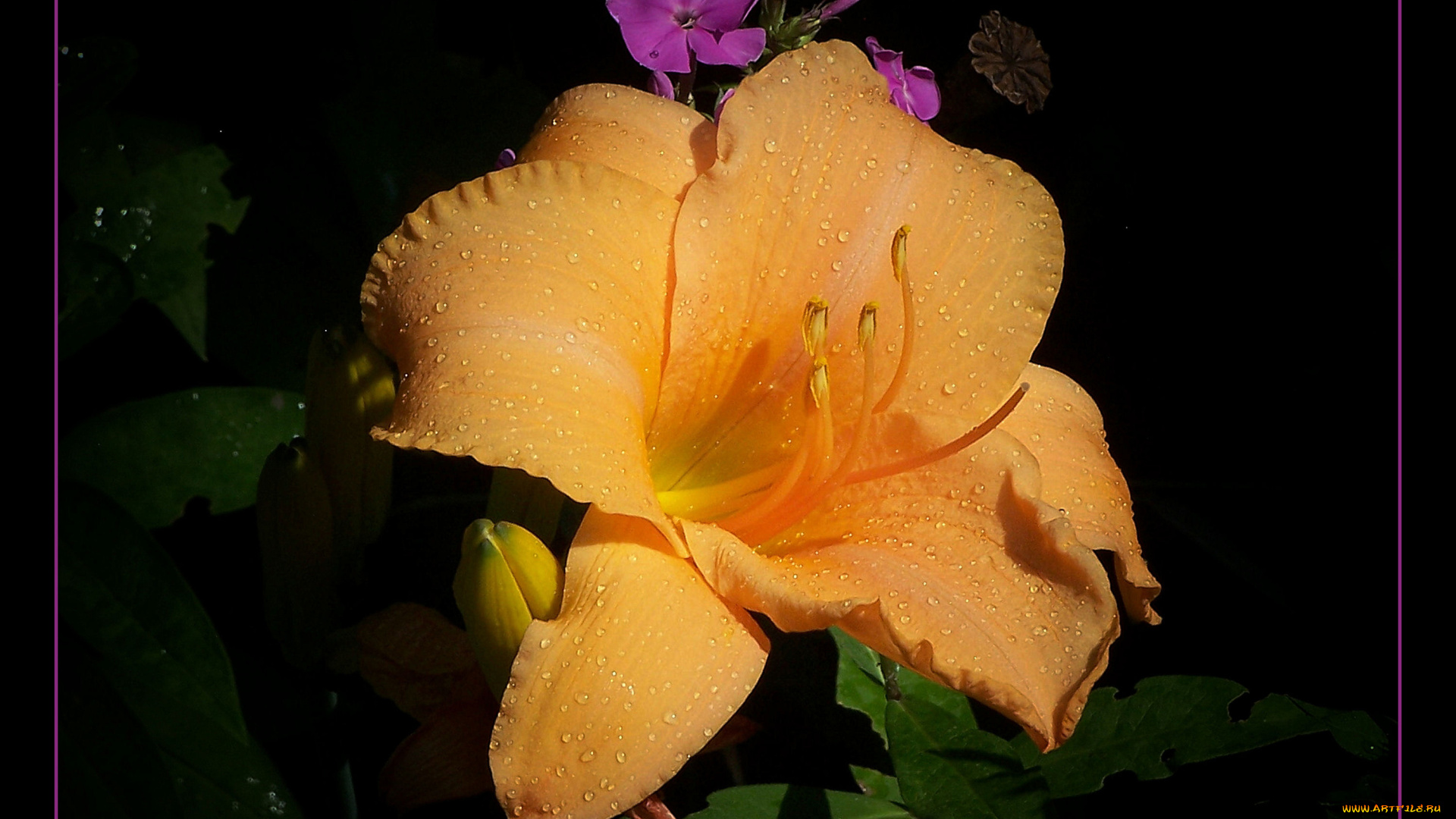 цветы, лилии, лилейники, цветок