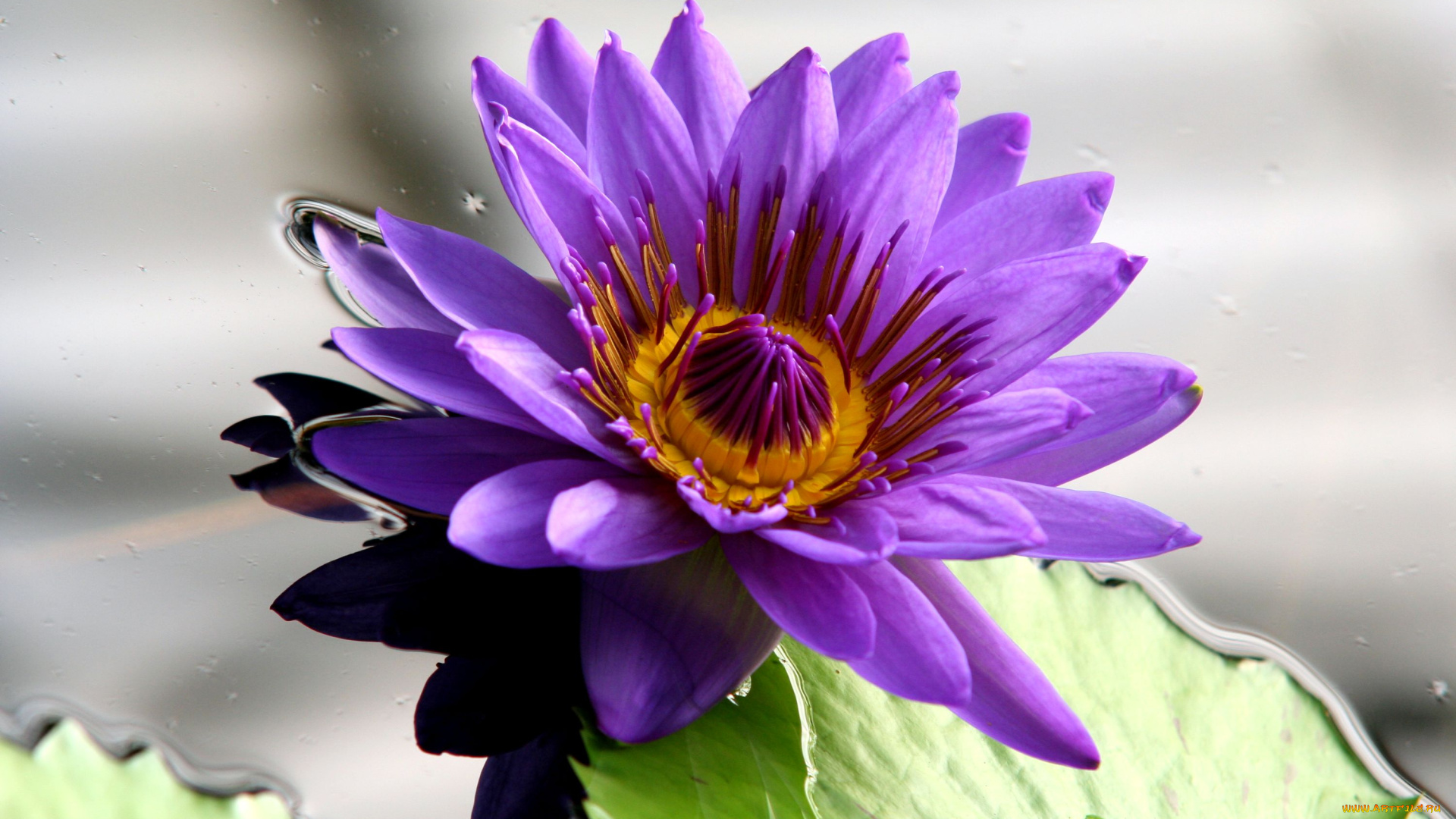 цветы, лилии, водяные, нимфеи, кувшинки, вода, лиловый