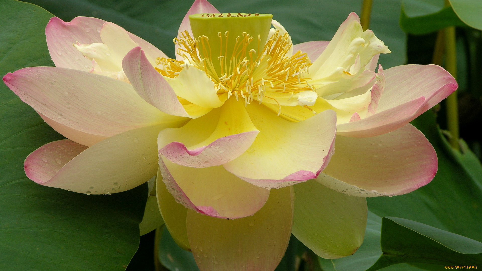 цветы, лотосы