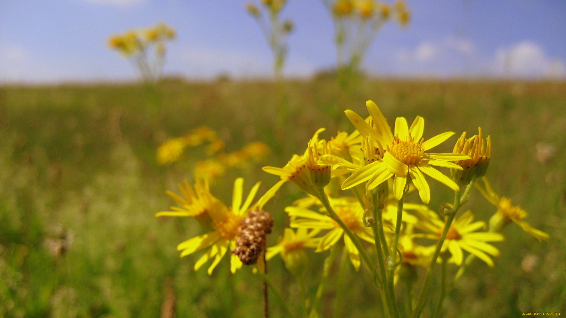 цветы, луговые, полевые, желтый