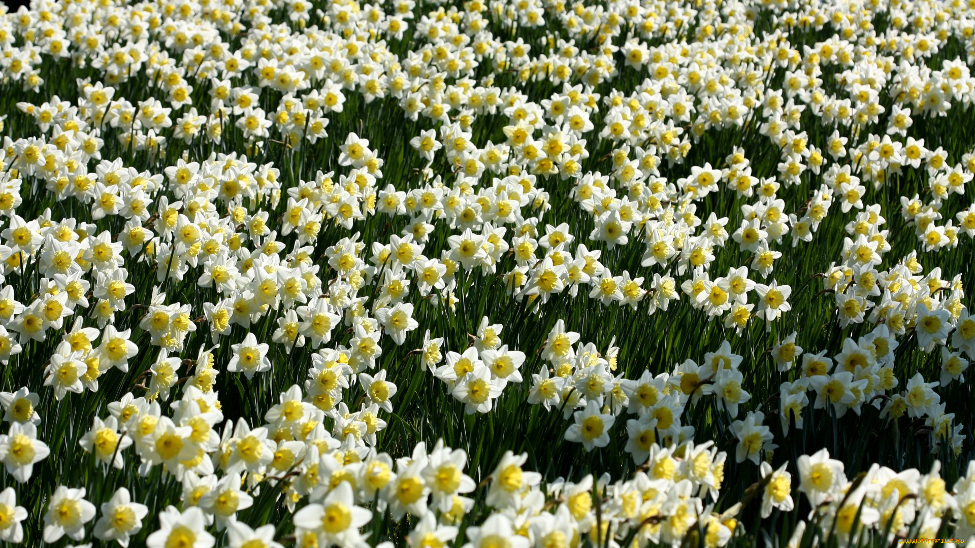 цветы, нарциссы, белый, много