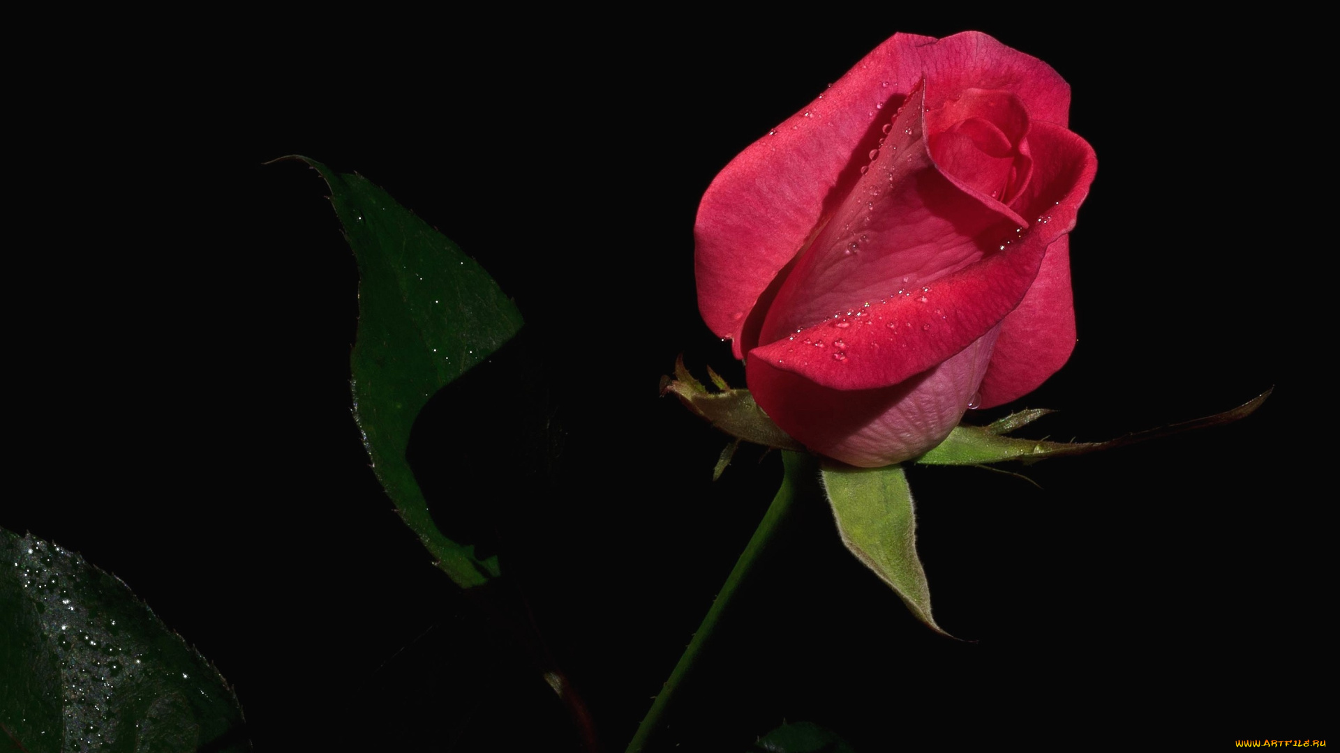 цветы, розы, роза, капли, бутон