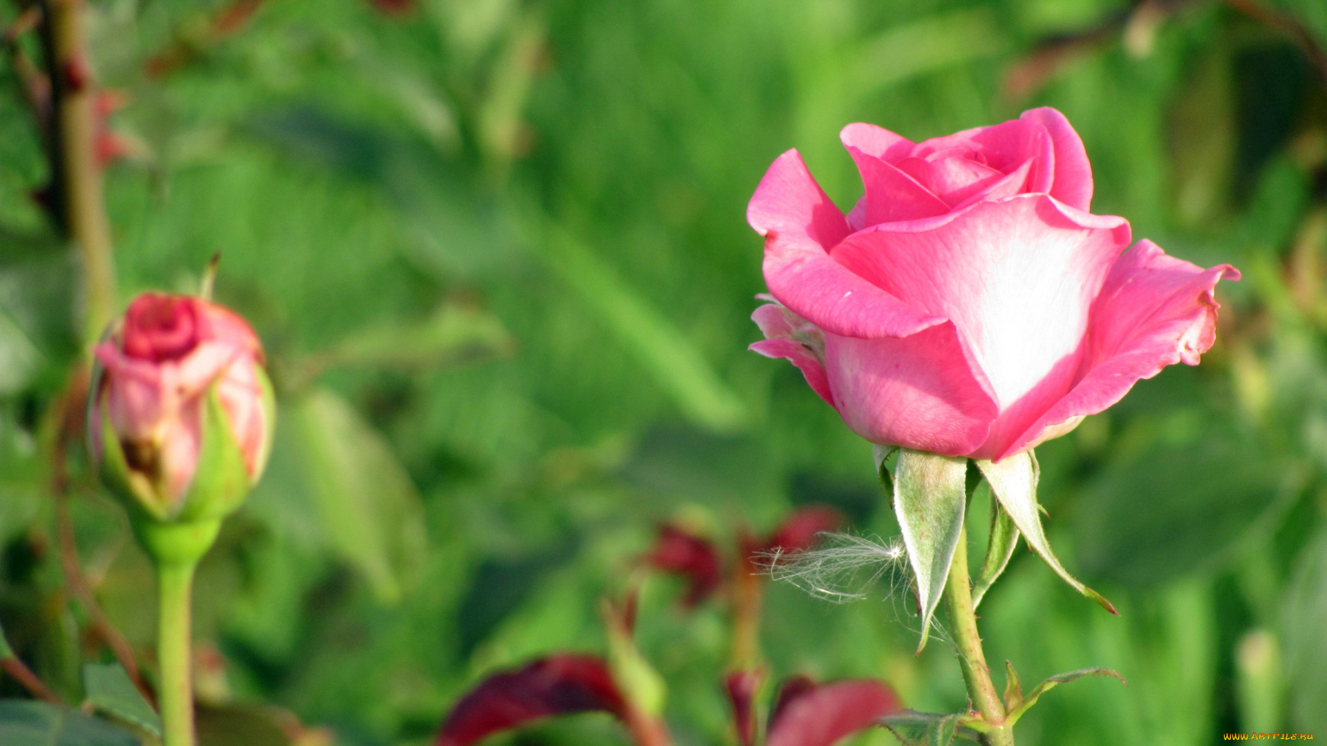 цветы, розы, розовый, бутоны