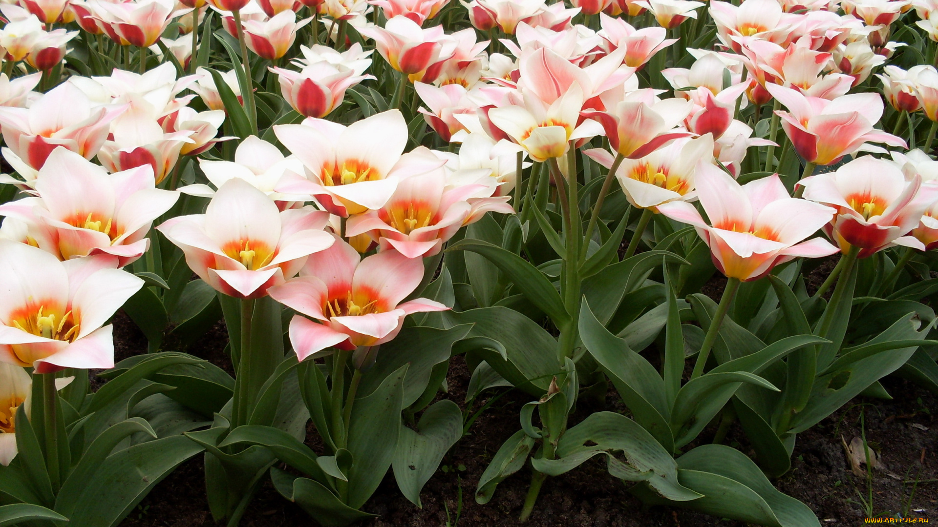 цветы, тюльпаны