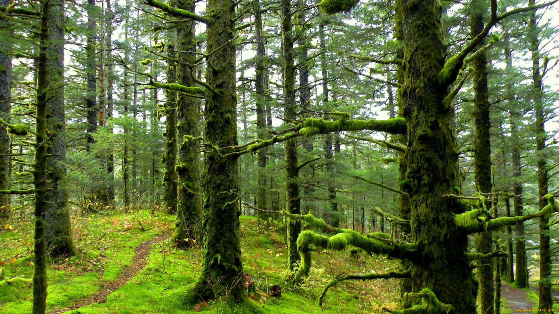 природа, лес, деревья