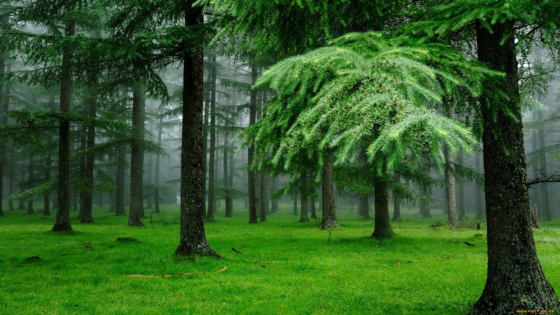 природа, лес, ели, лето