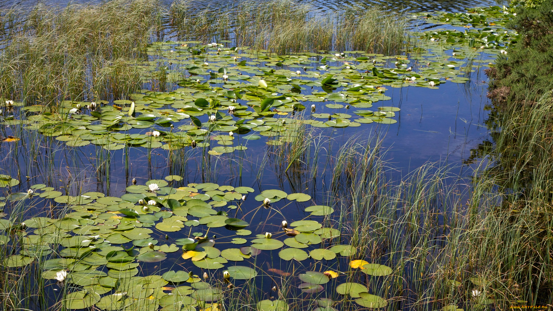 природа, реки, озера