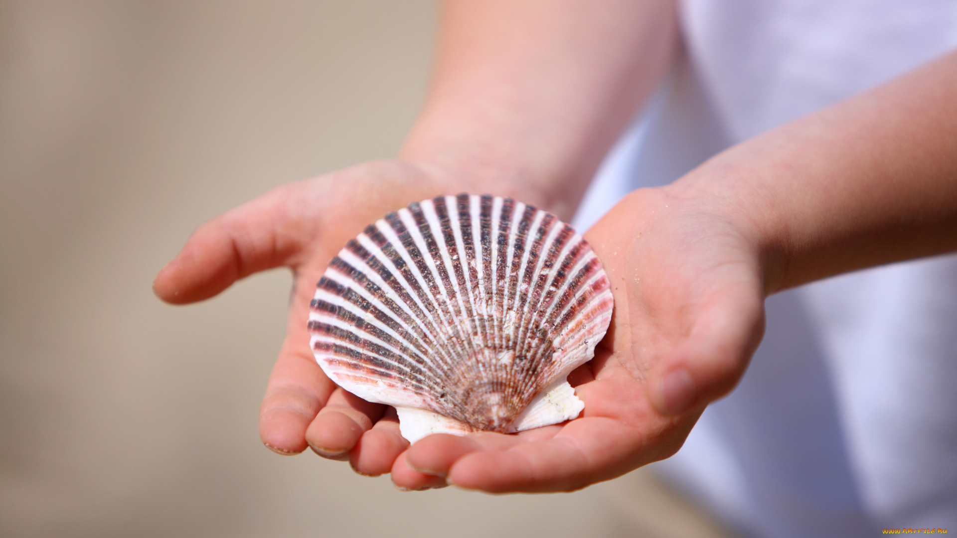 разное, ракушки, кораллы, декоративные, spa, камни, руки, ракушка, гребешок