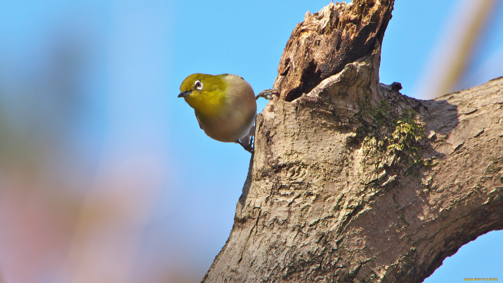 животные, белоглазки, птица