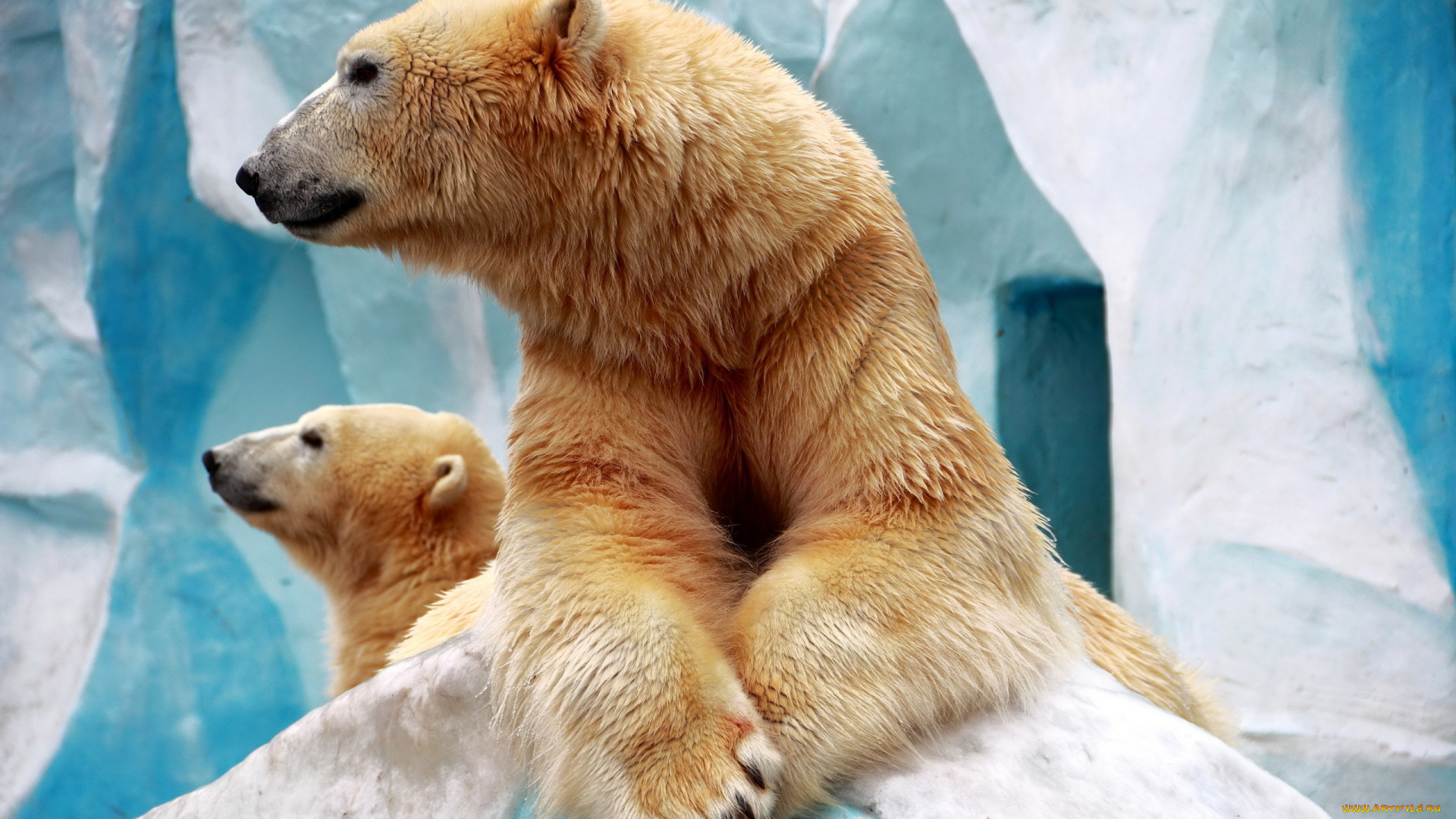 животные, медведи, белый, медведь