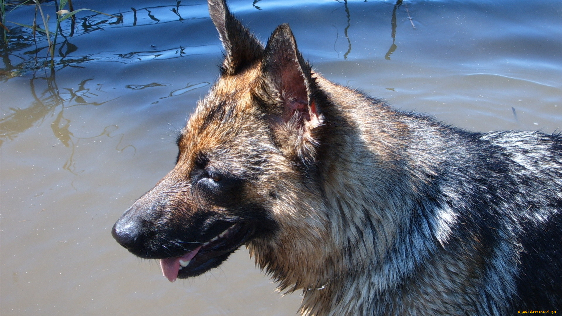 животные, собаки, в, воде