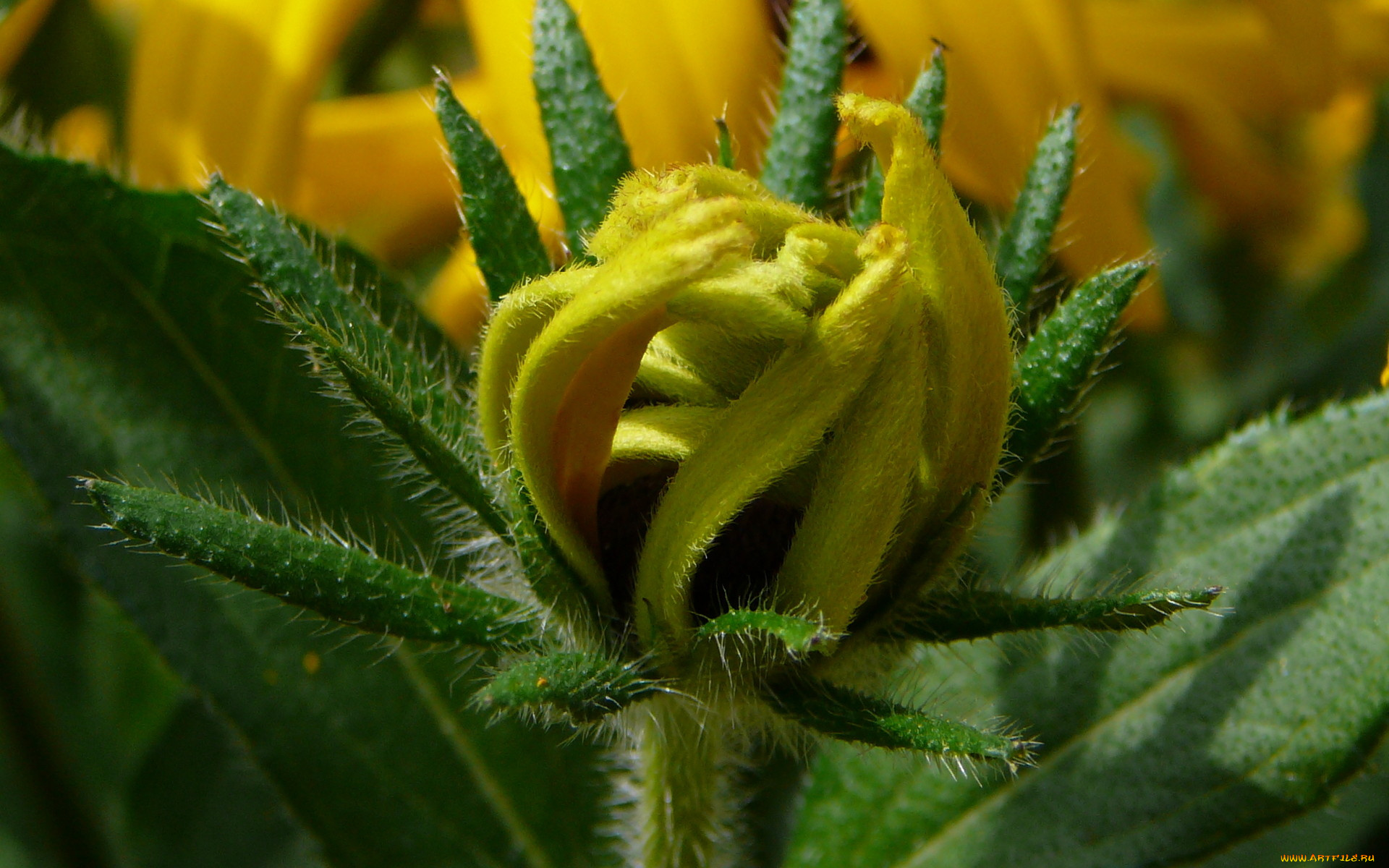 цветы, бутон