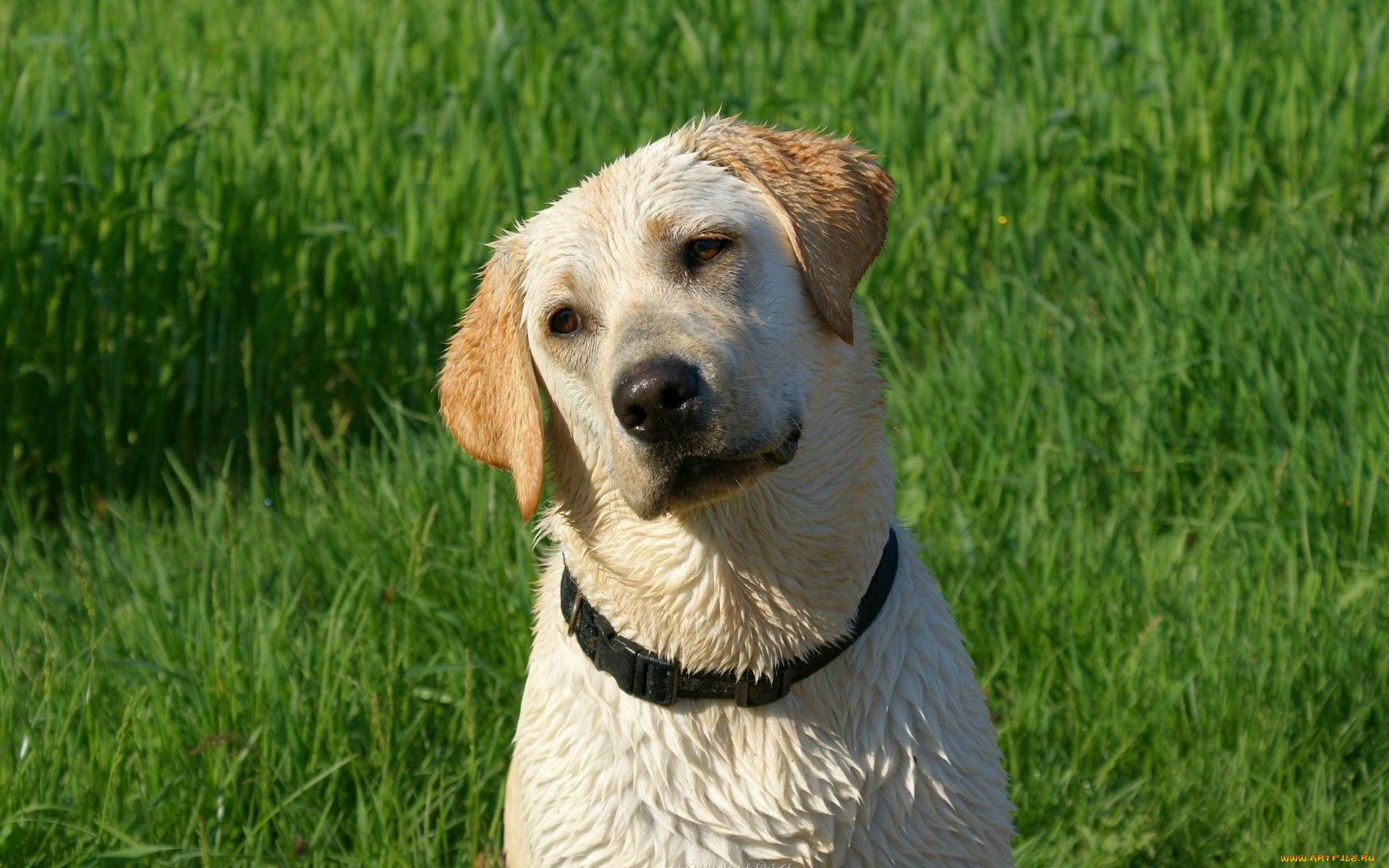 животные, собаки, после, купания