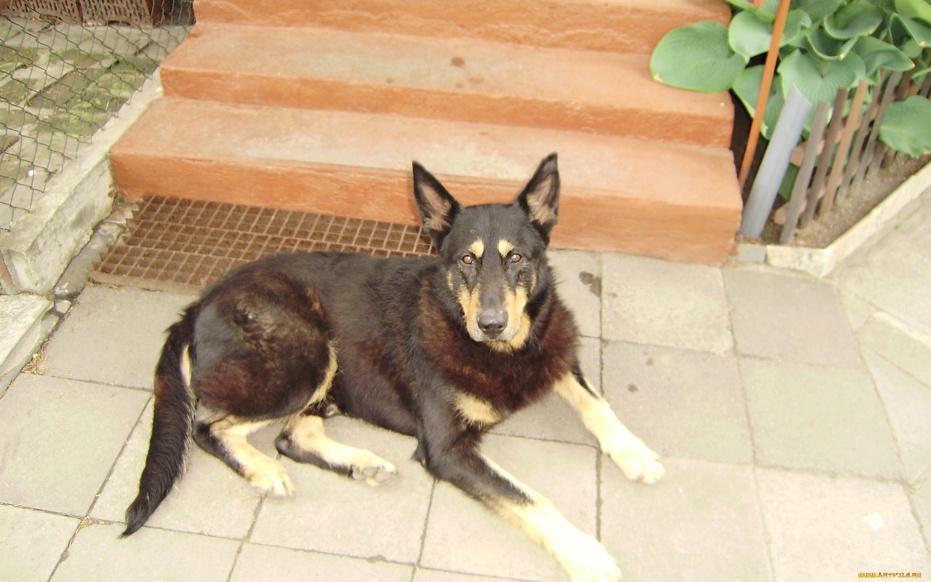 животные, собаки, сторож