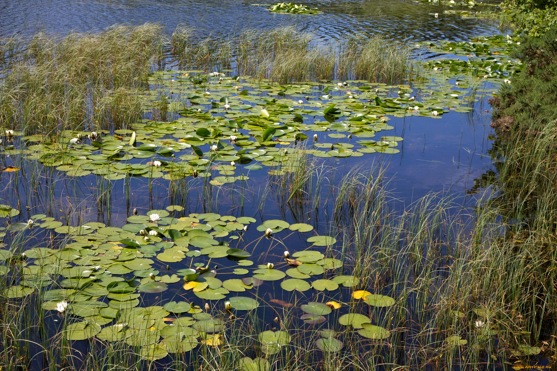 природа, реки, озера