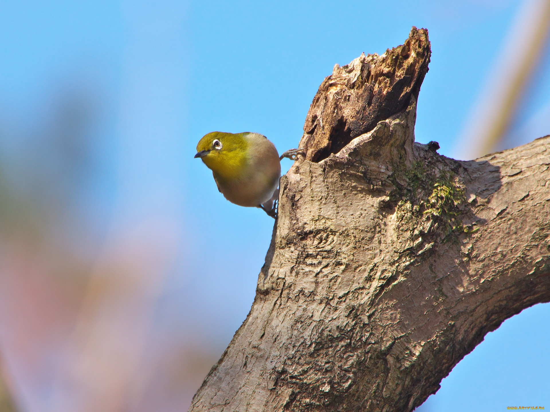 животные, белоглазки, птица