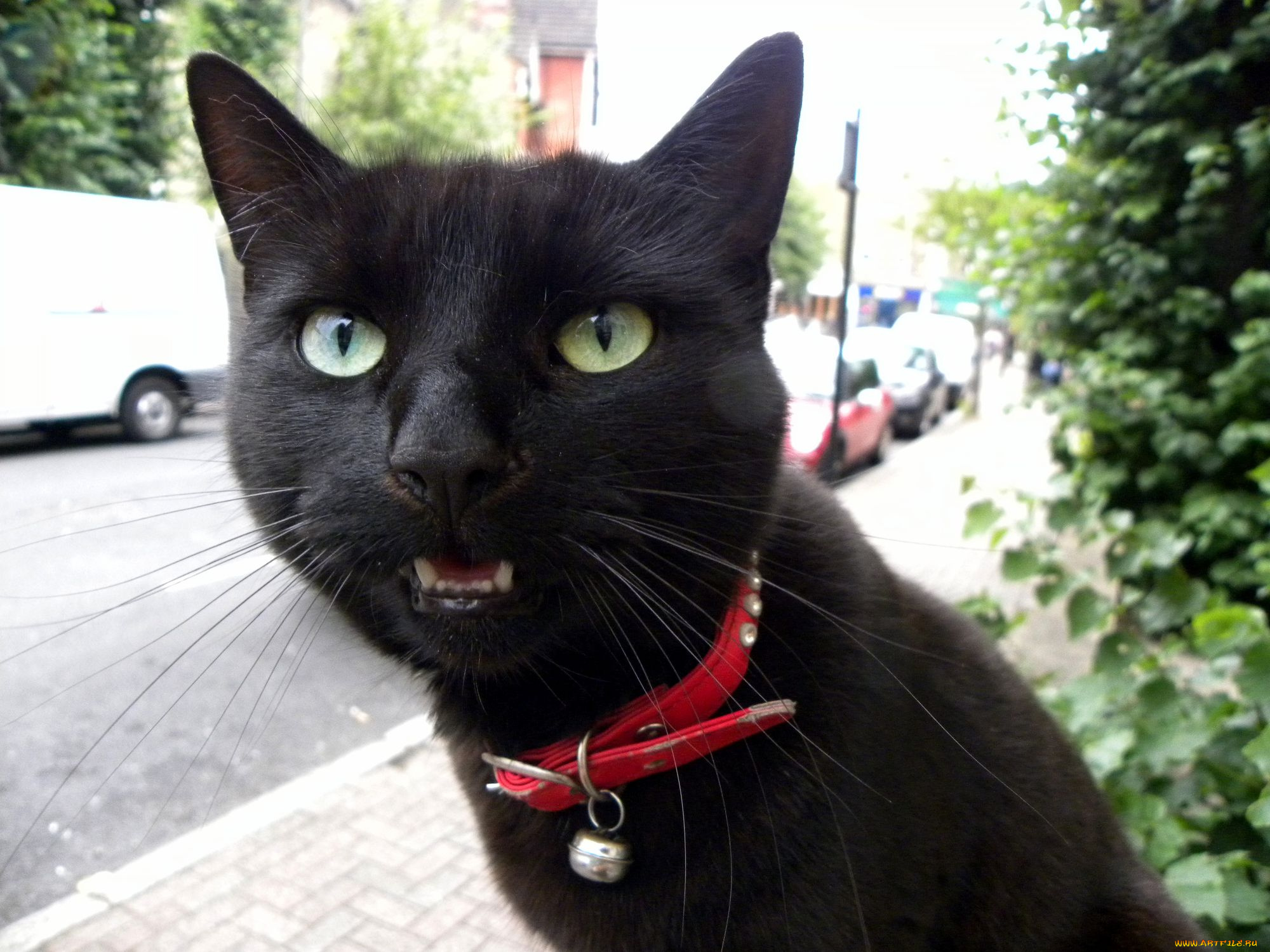 животные, коты, cat