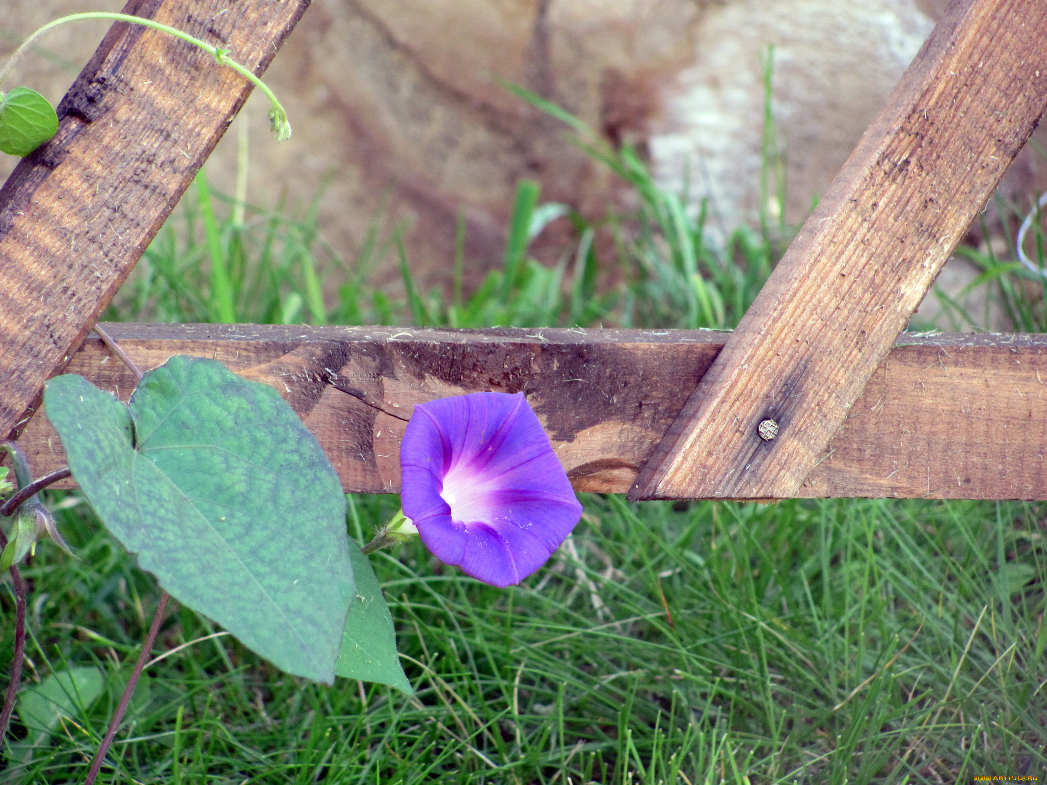 цветы, вьюнки, ипомеи, синий