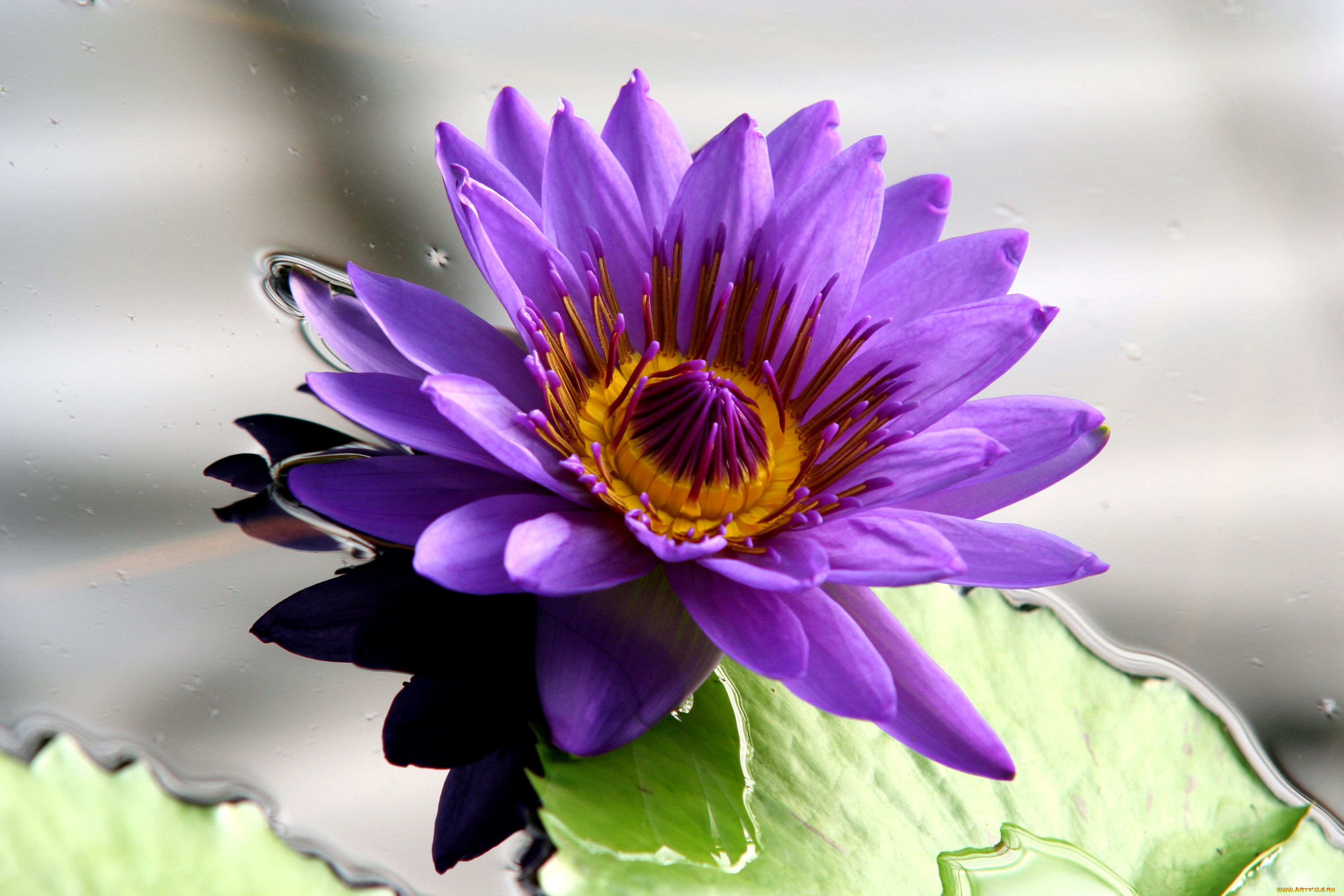 цветы, лилии, водяные, нимфеи, кувшинки, вода, лиловый