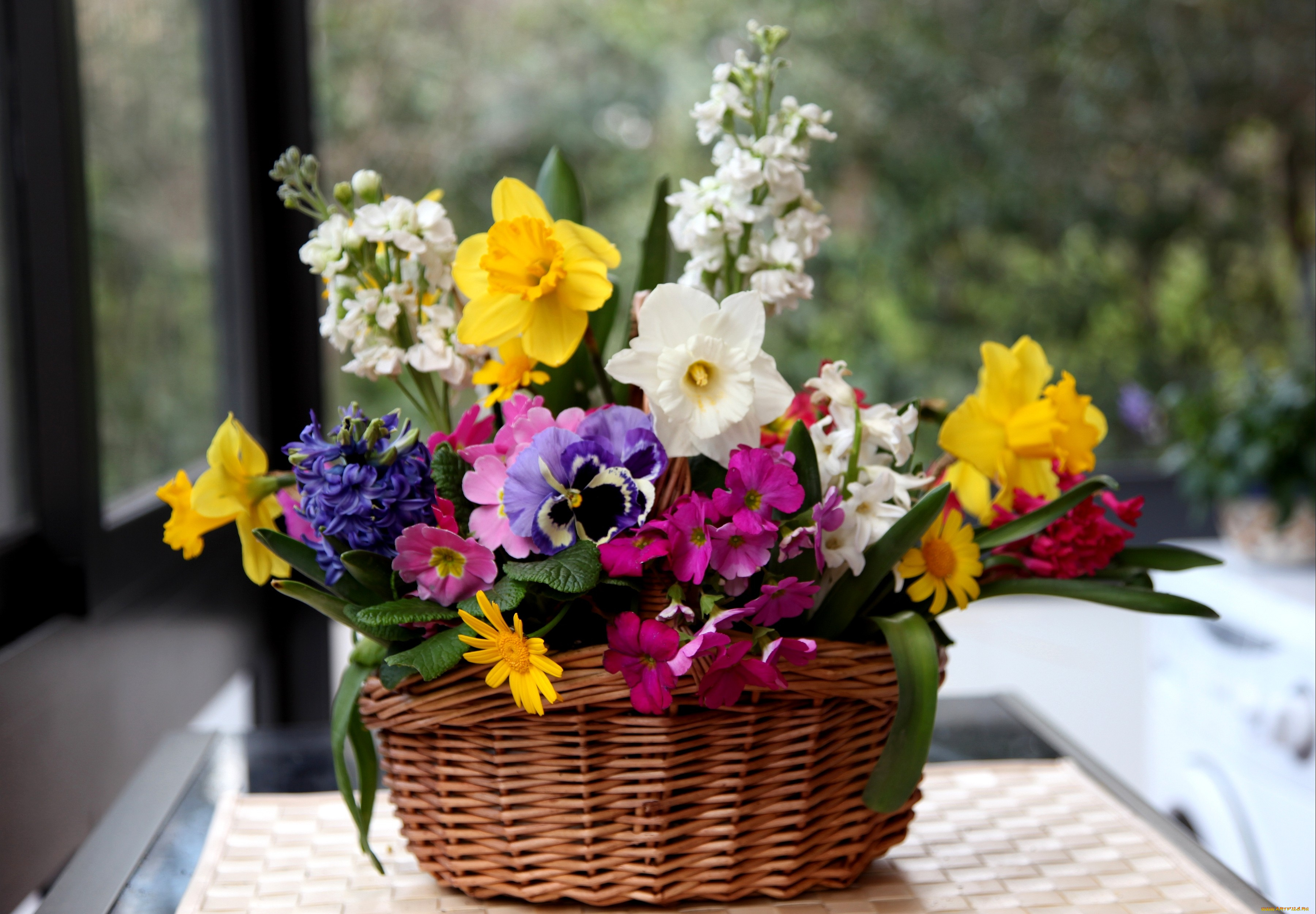 цветы, букеты, композиции, нарциссы, левкой, виола, гиацинт, вербена, корзина, примулы