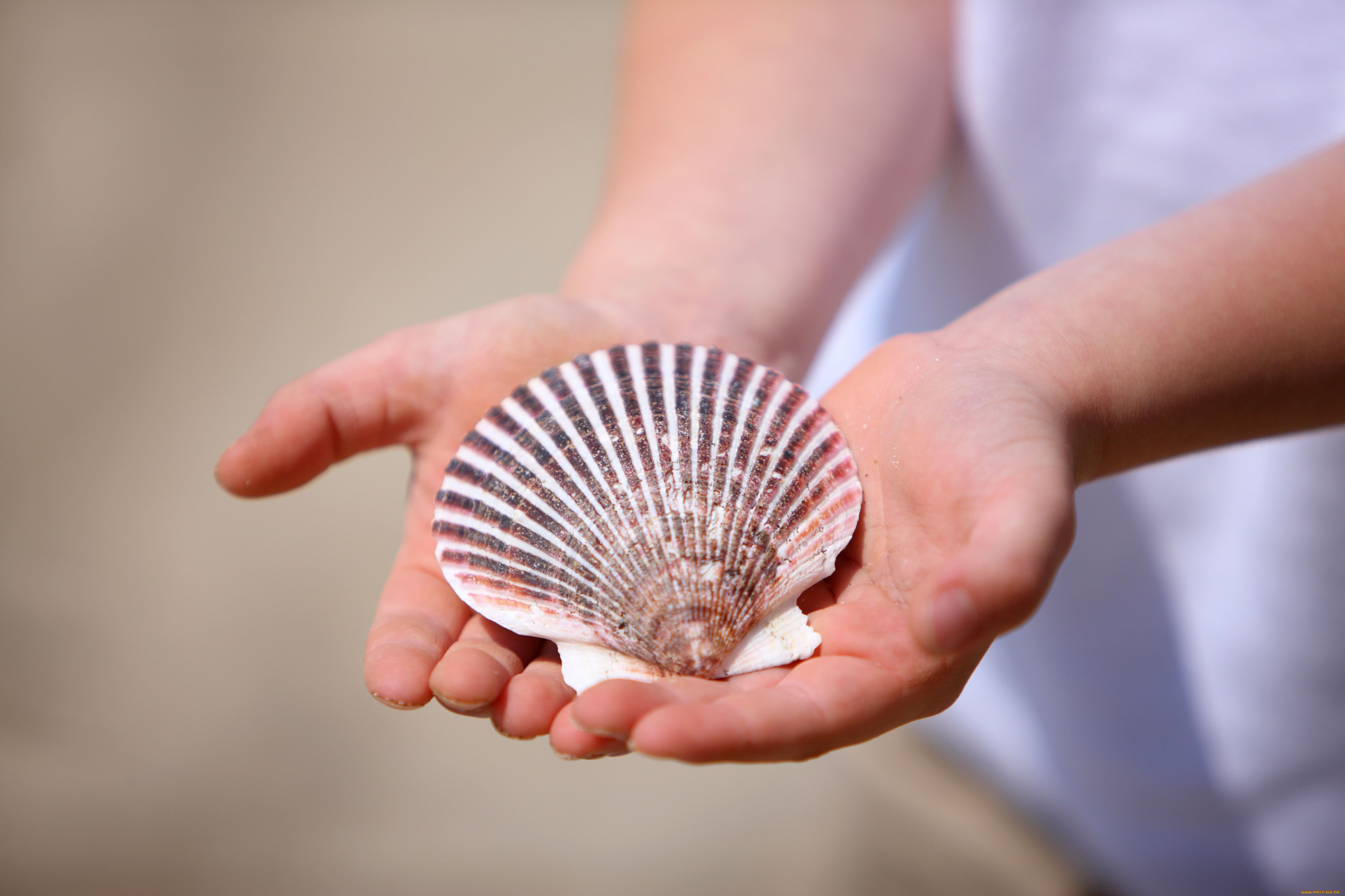 разное, ракушки, кораллы, декоративные, spa, камни, руки, ракушка, гребешок
