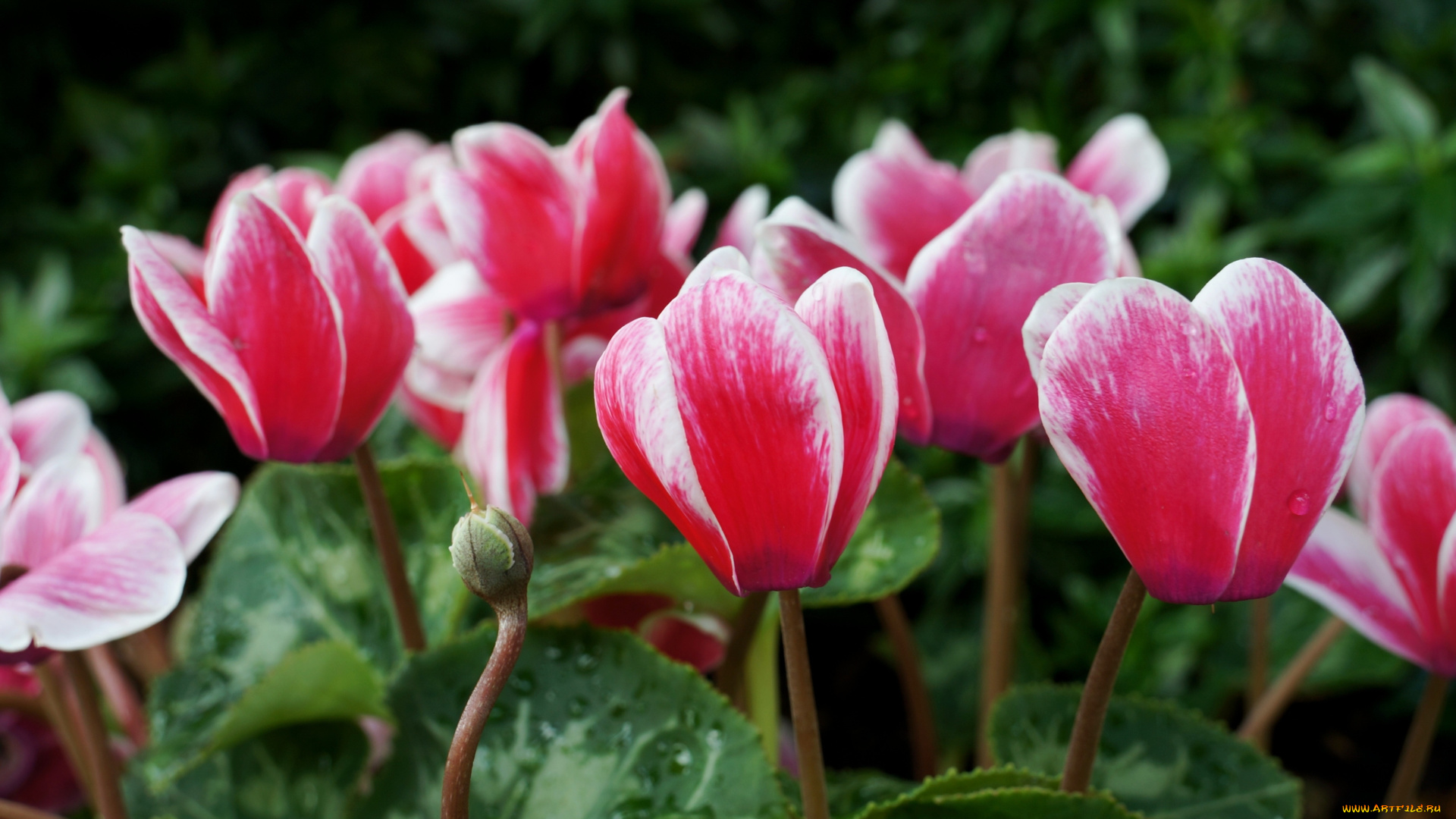 цветы, цикламены, лепестки