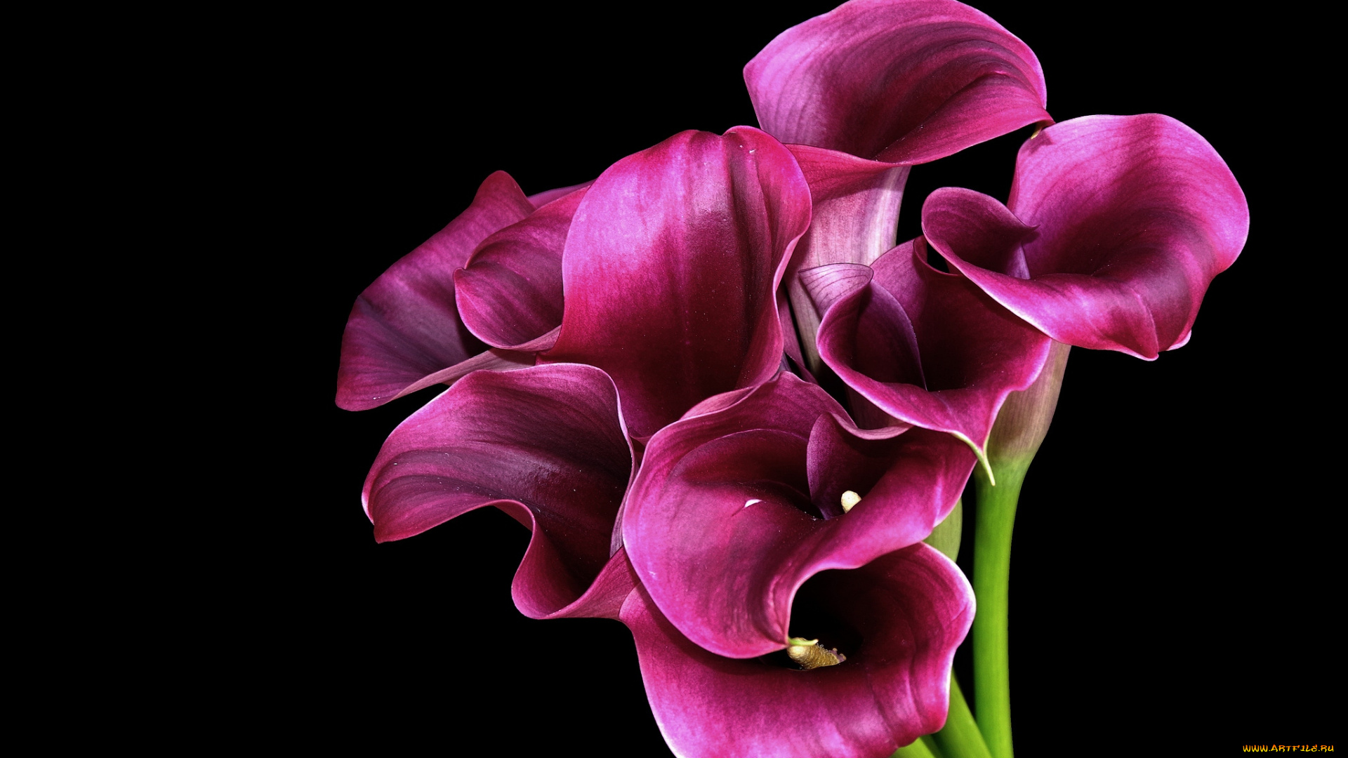 цветы, каллы, розовый