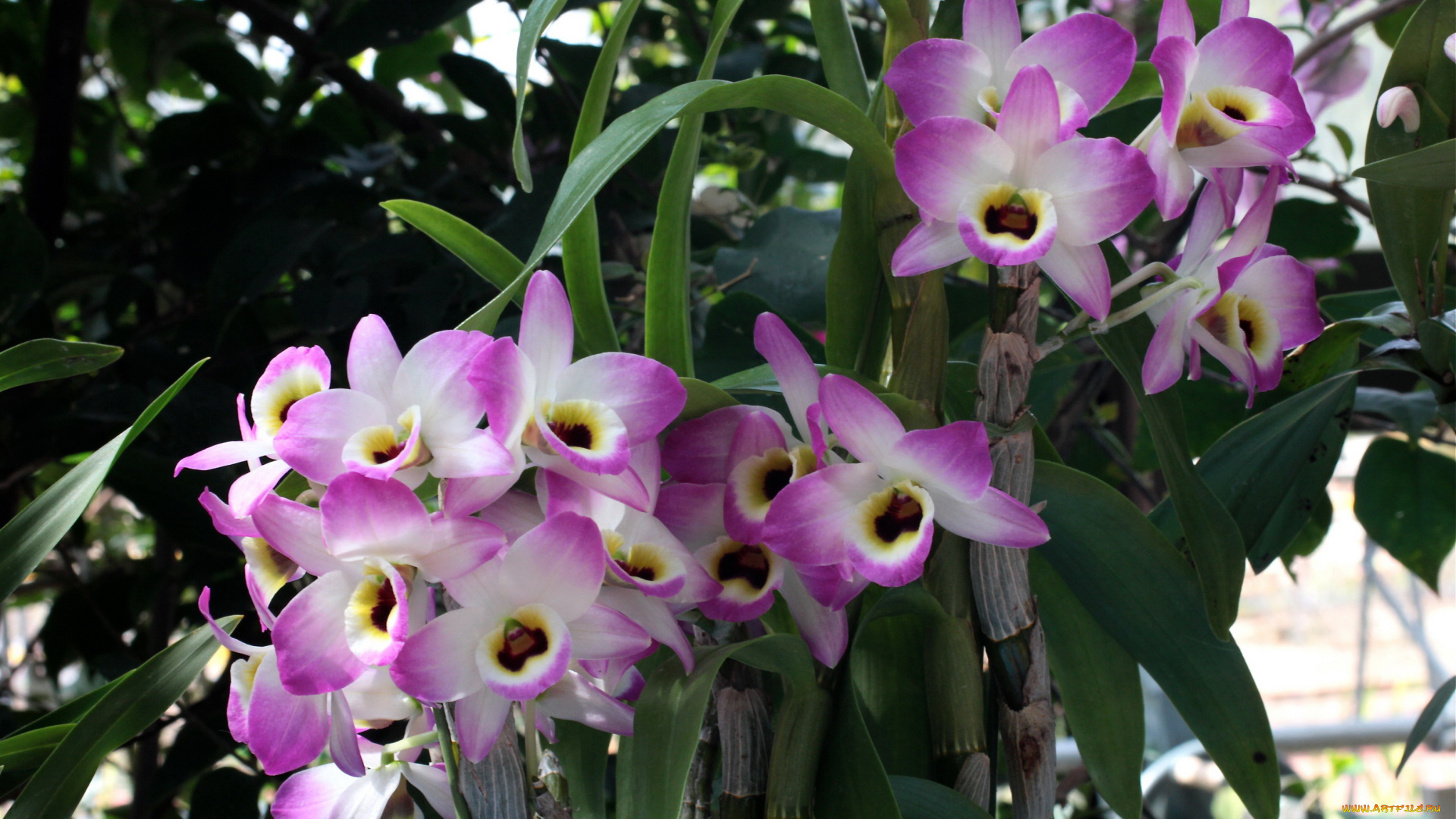 цветы, орхидеи