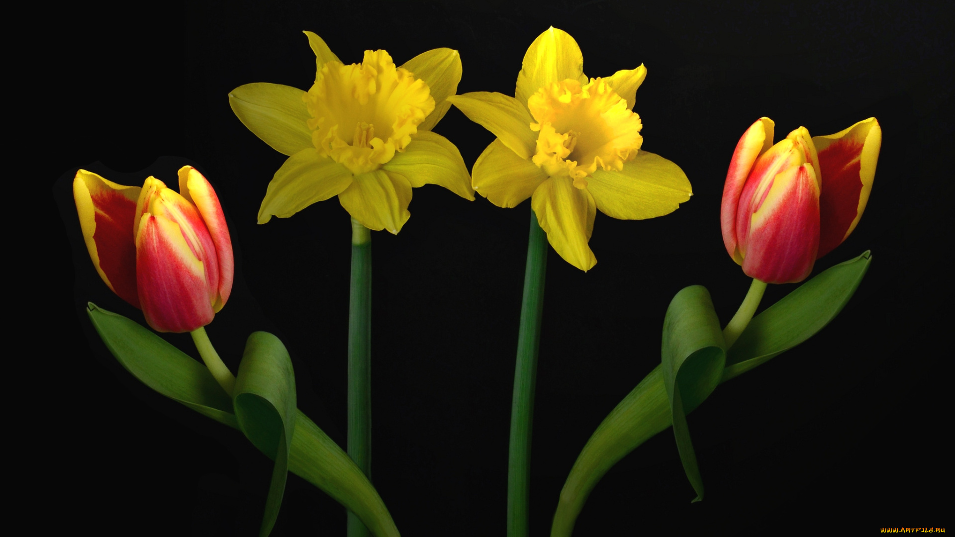 цветы, разные, вместе, тюльпаны, нарциссы, симметрия