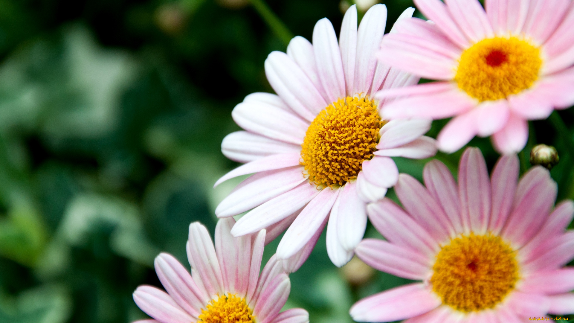 цветы, ромашки, лепестки, розовый